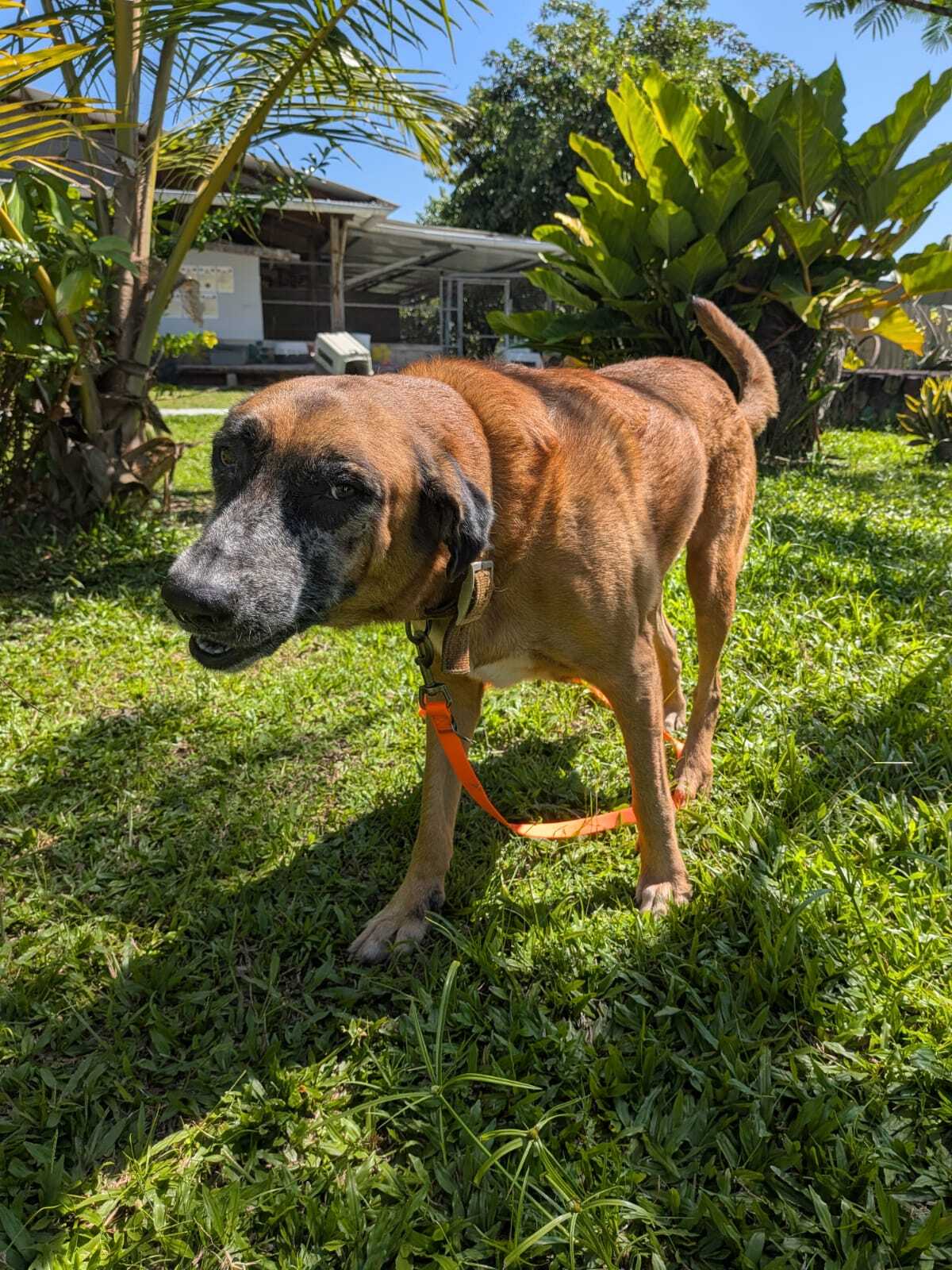 Adoption Loba
