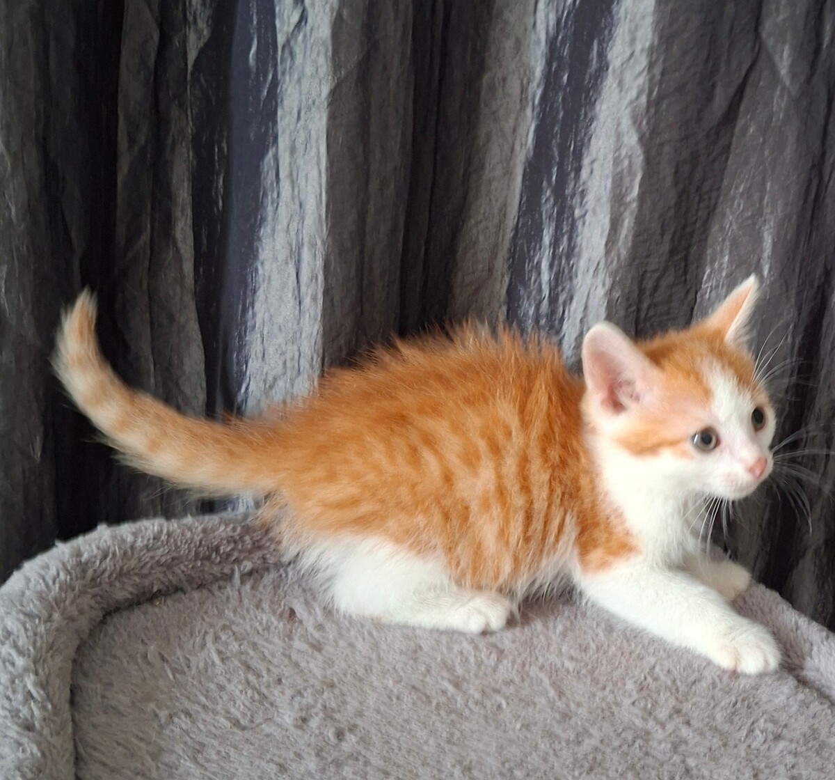 Adoption Blagueur