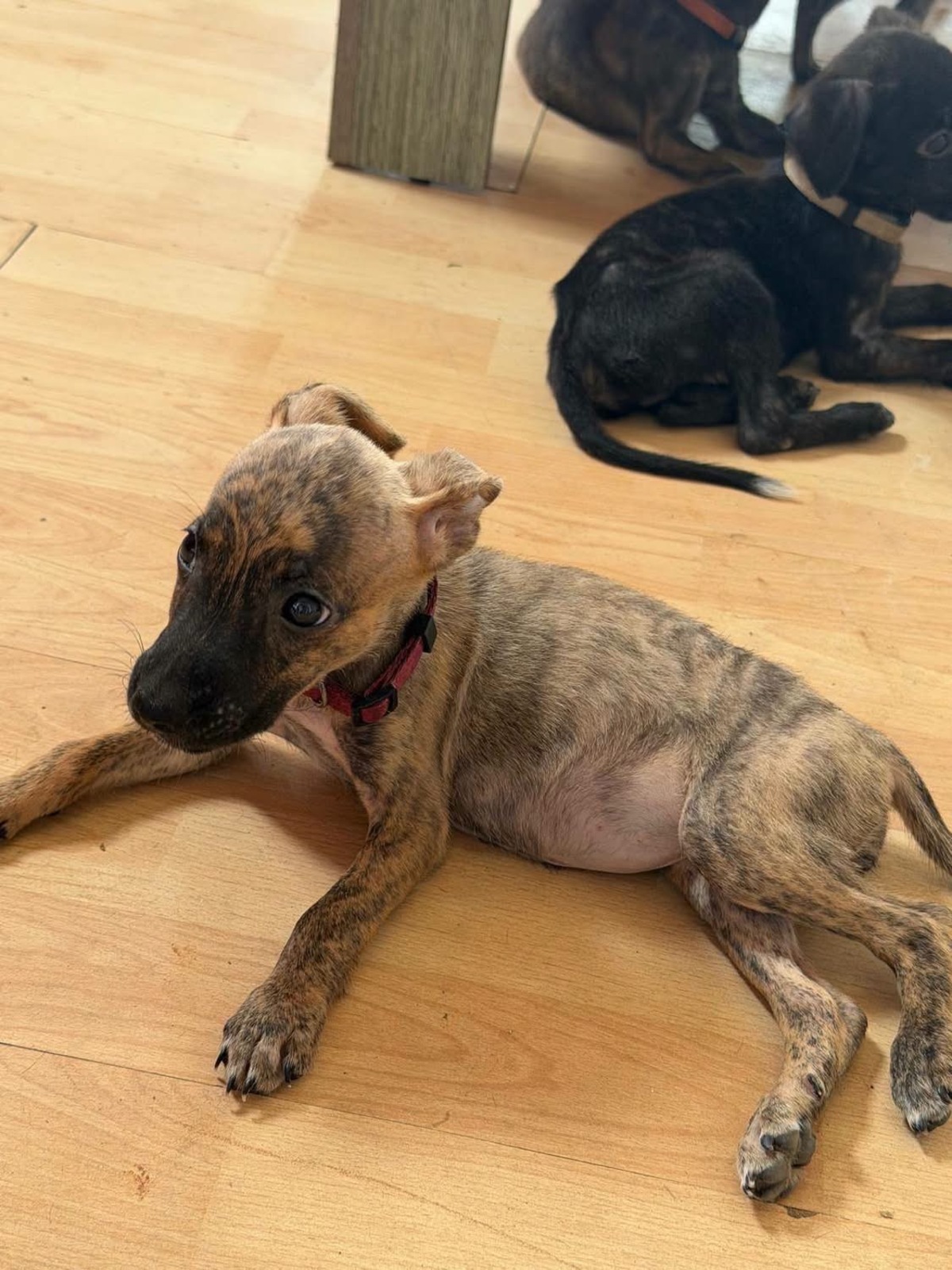 Adoption Kara