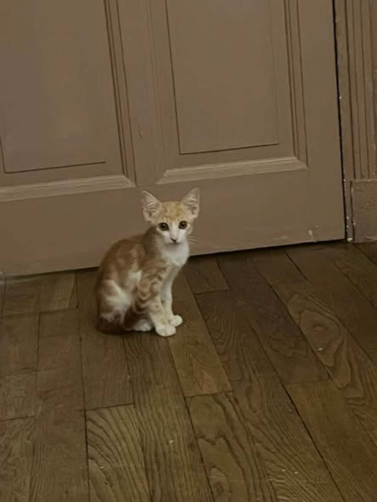 Adoption D'Artagnan
