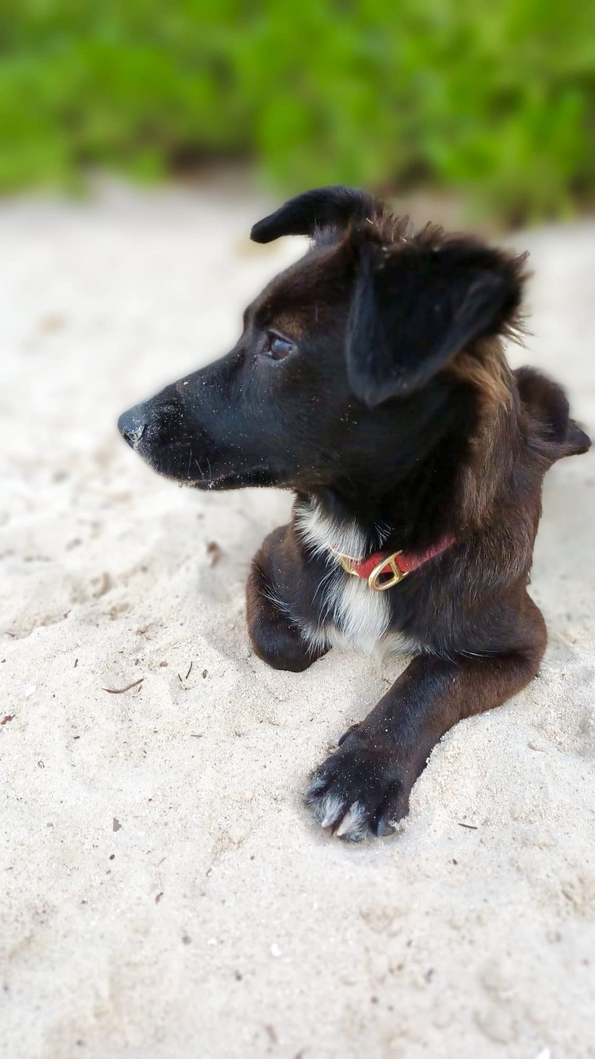 Adoption VITA