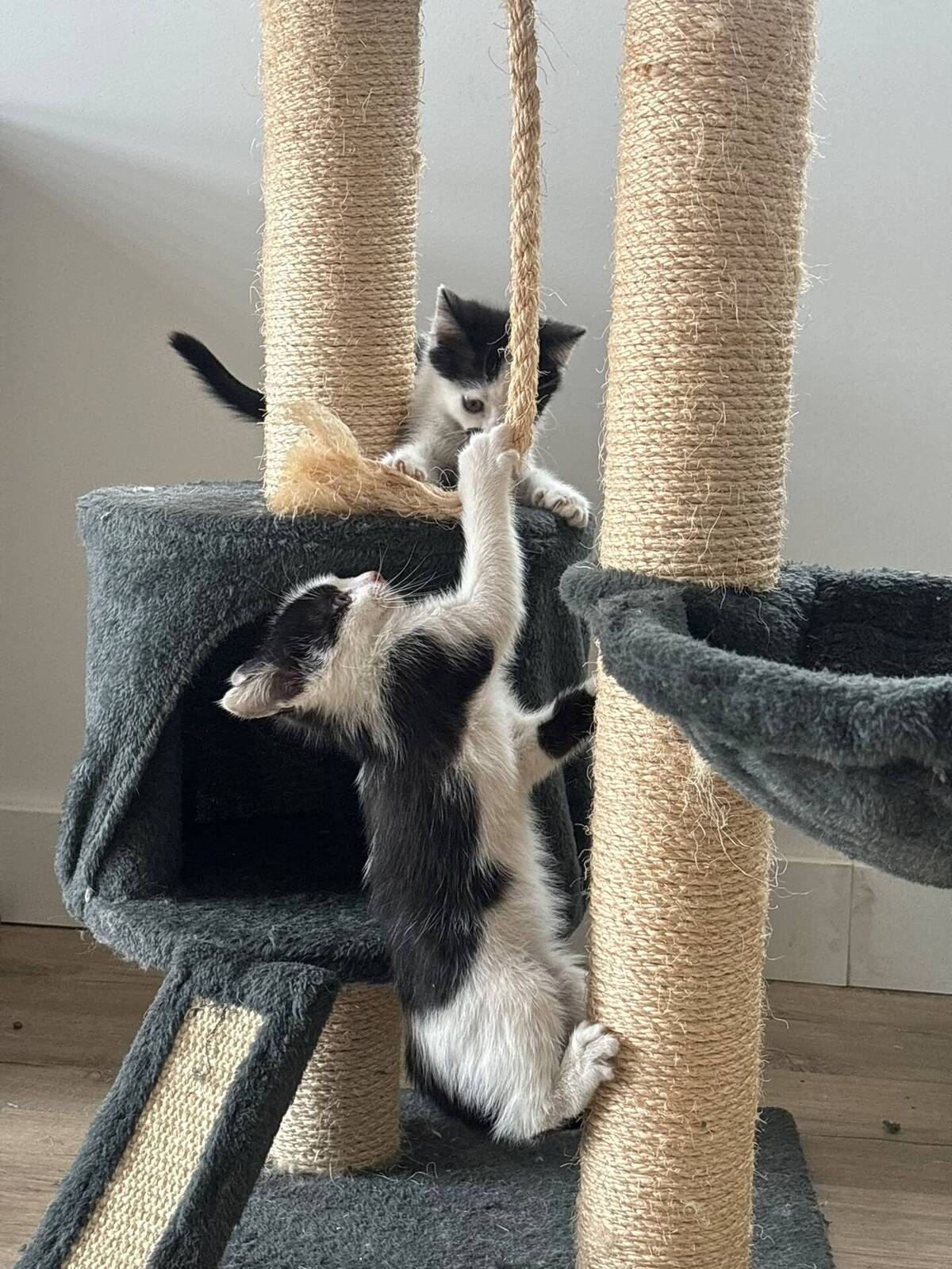 Adoption Moustic