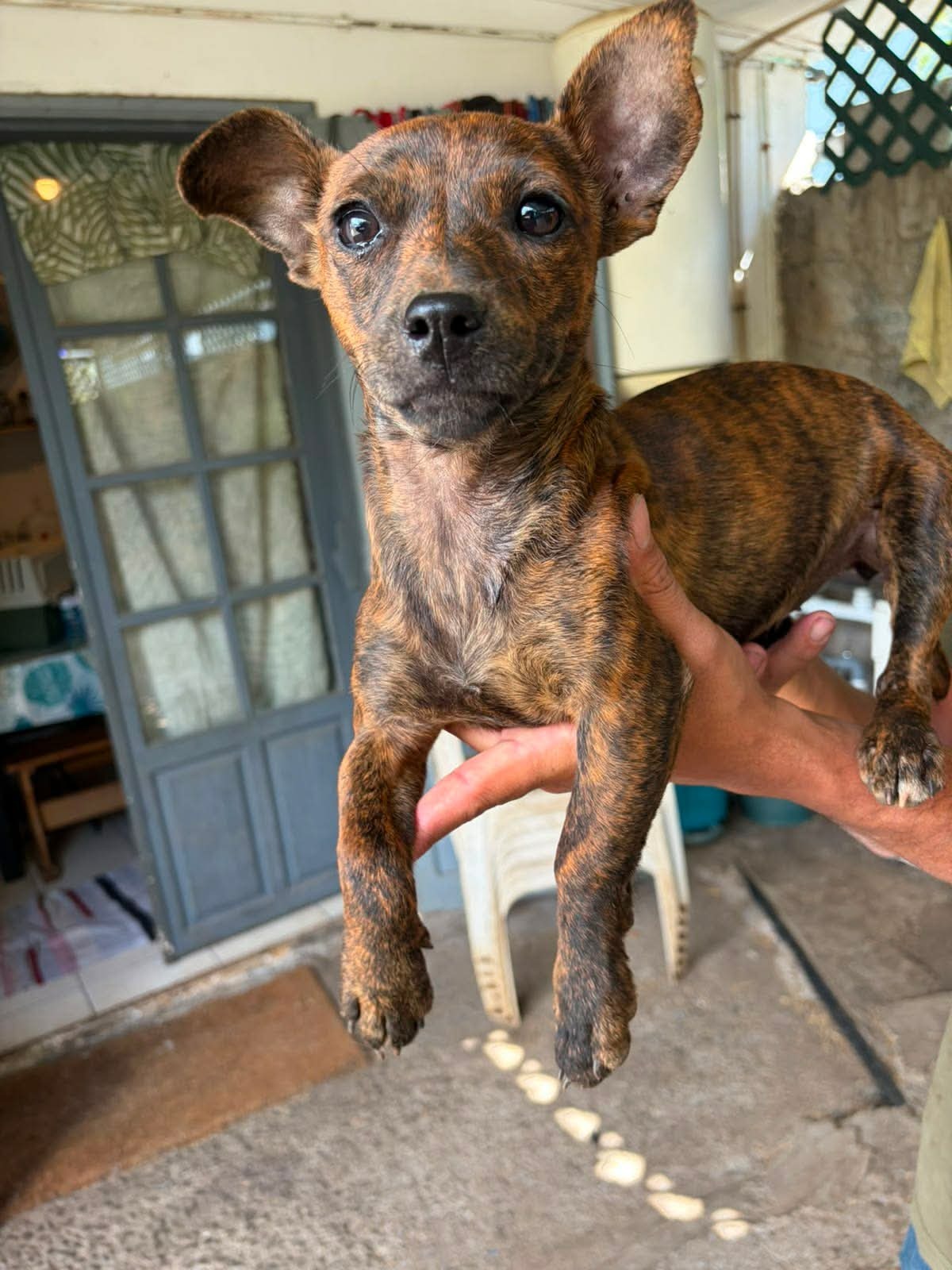 Adoption Baya