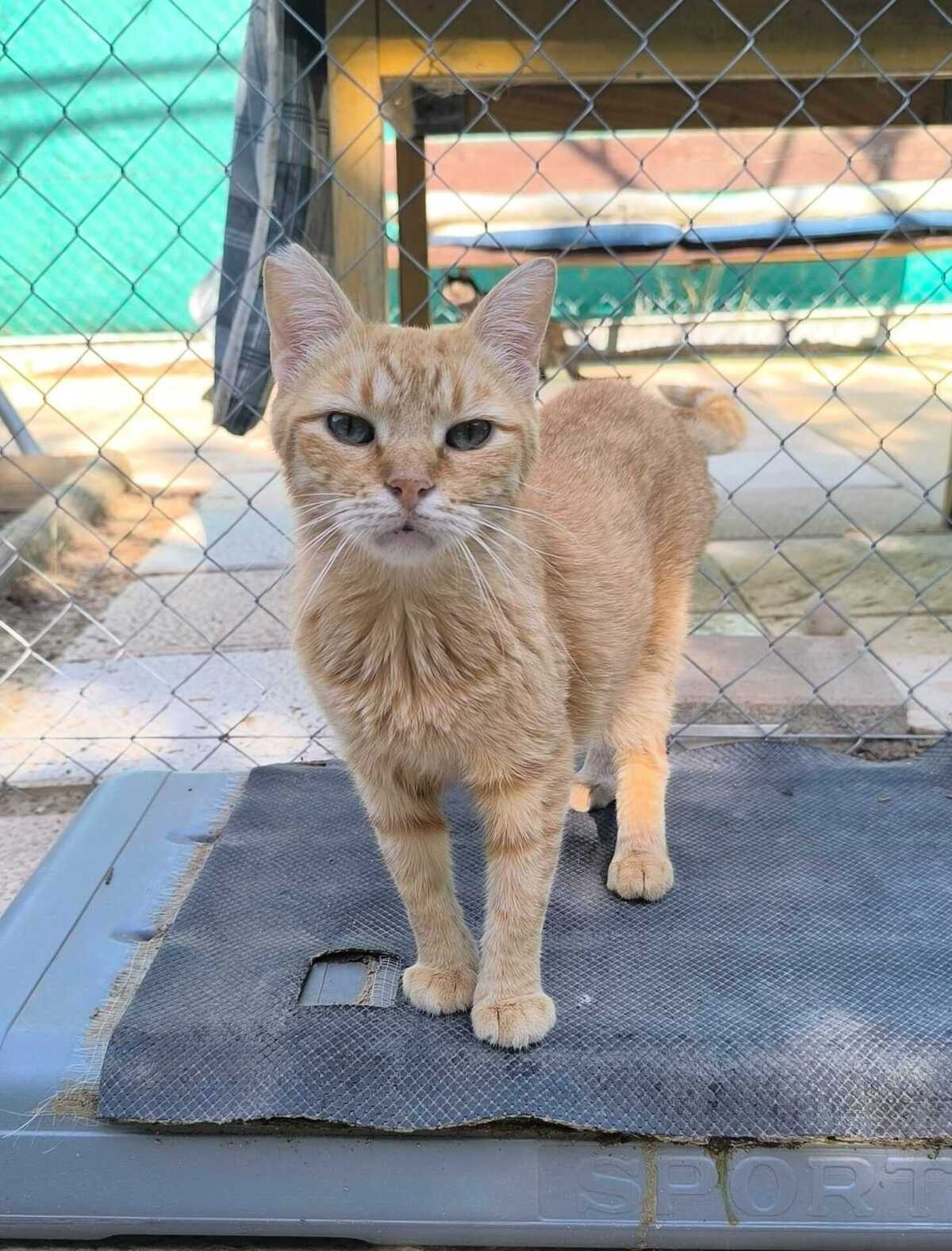 Adoption Rubia