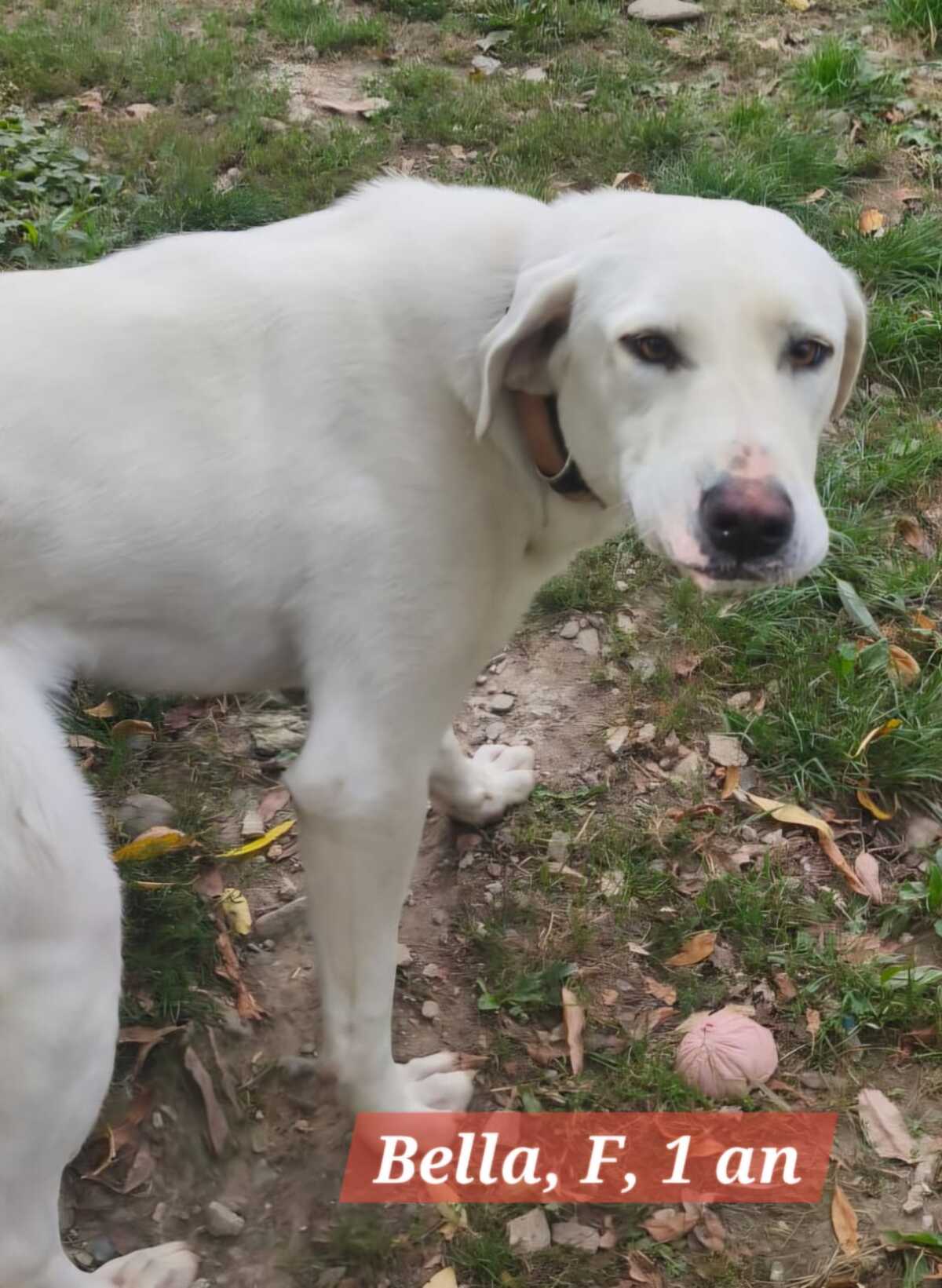 Adoption Bella