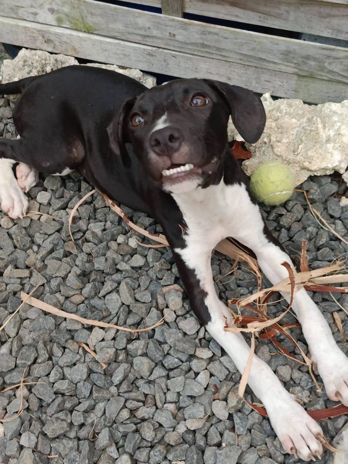 Adoption Bora