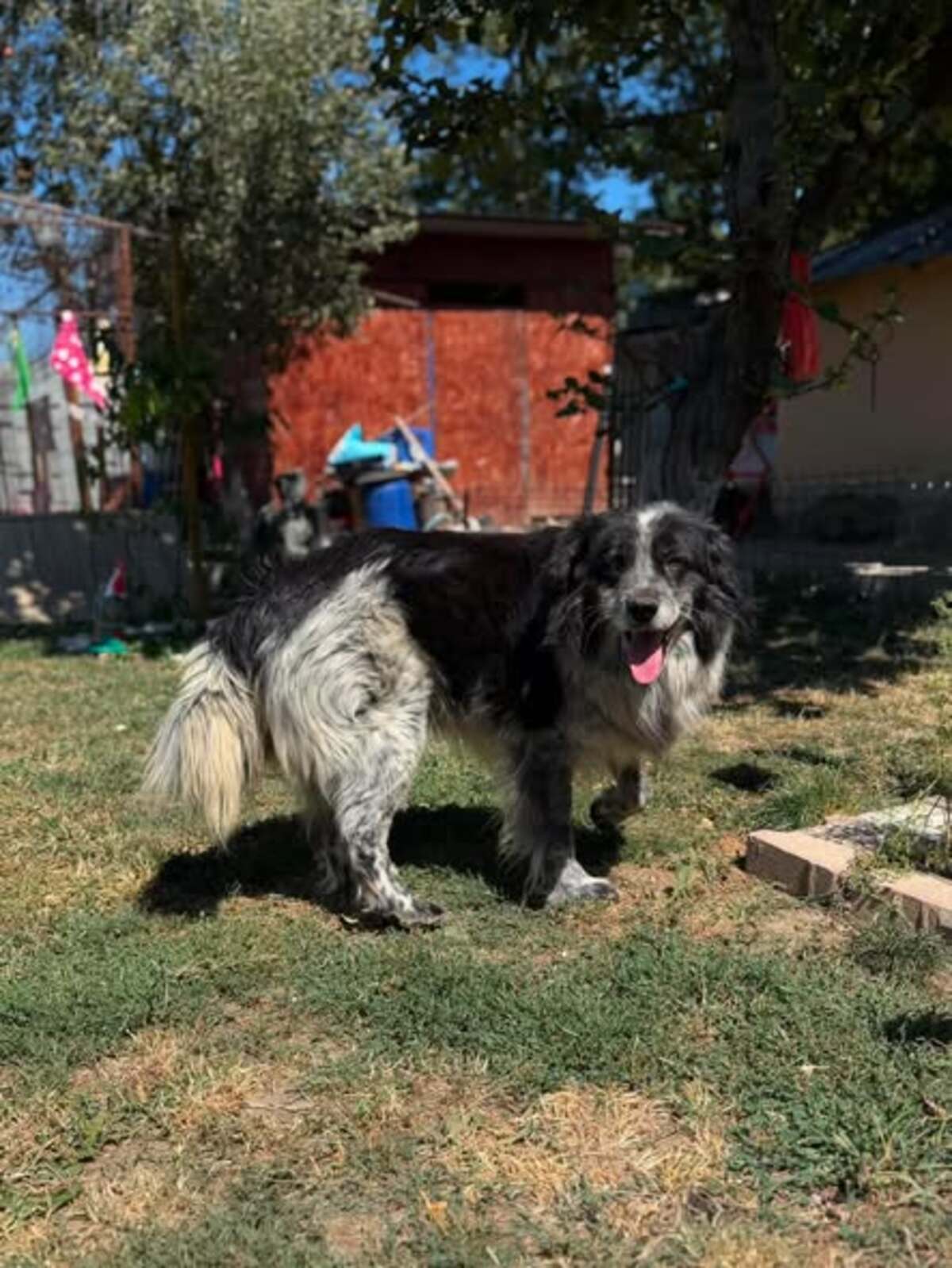 Adoption Domino