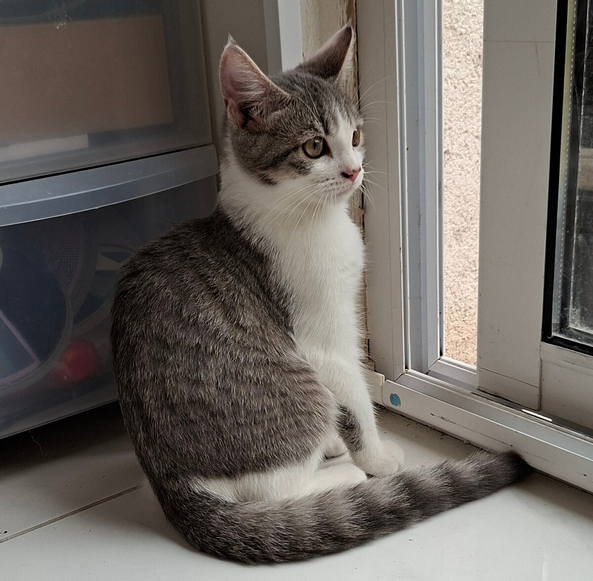 Adoption BUSTER