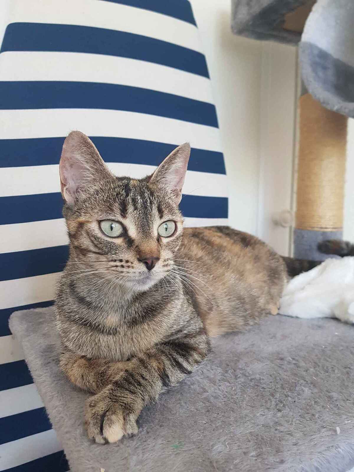 Adoption Butternut 
