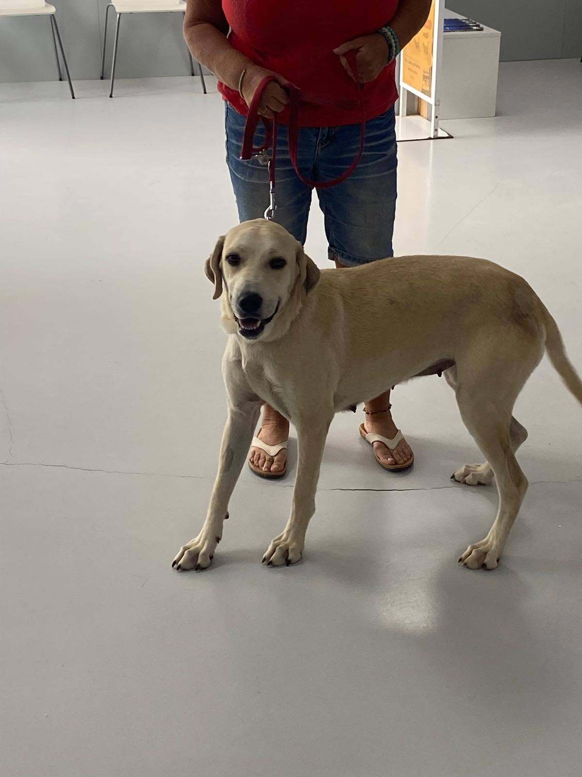 Adoption Elsie
