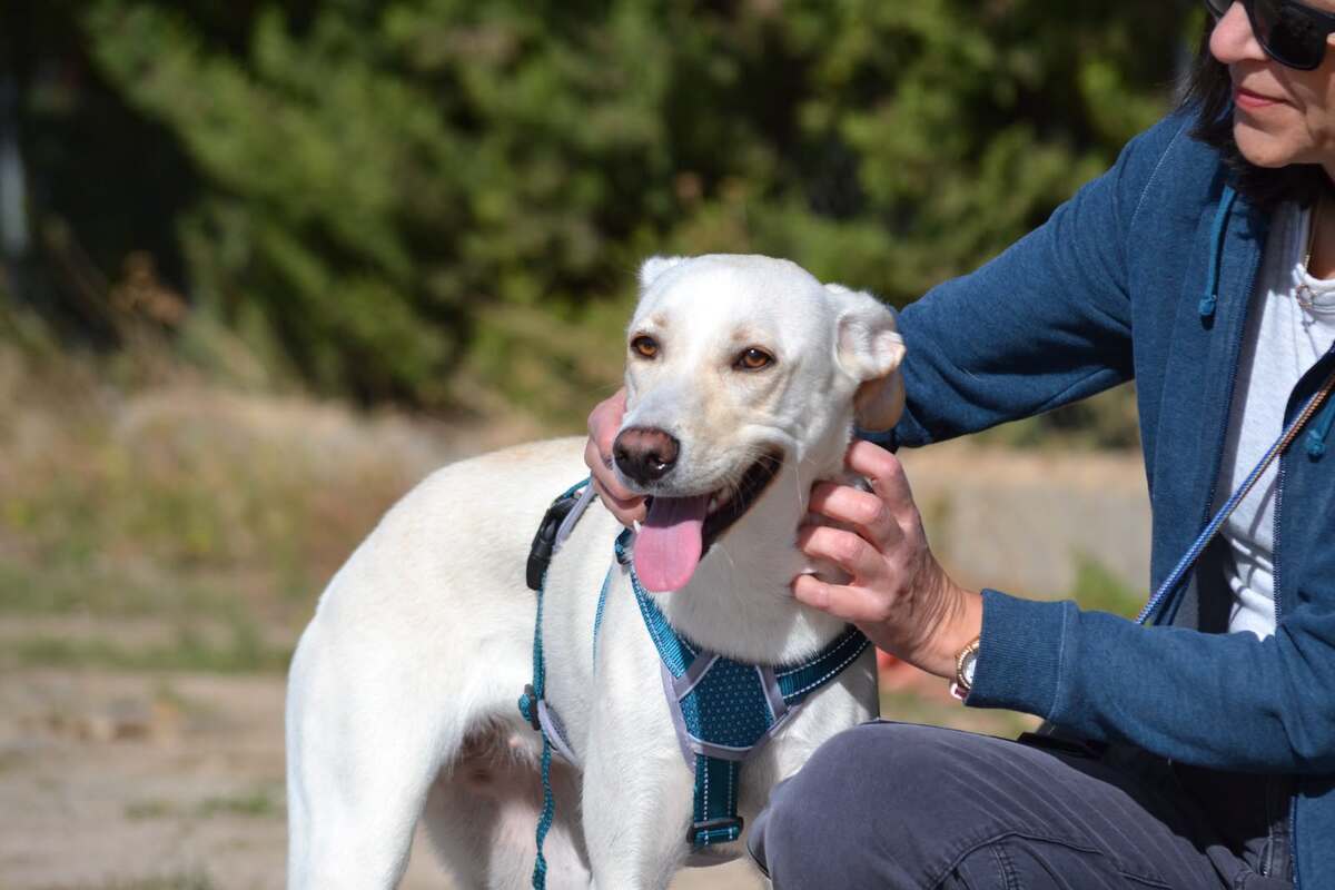 Adoption Lina