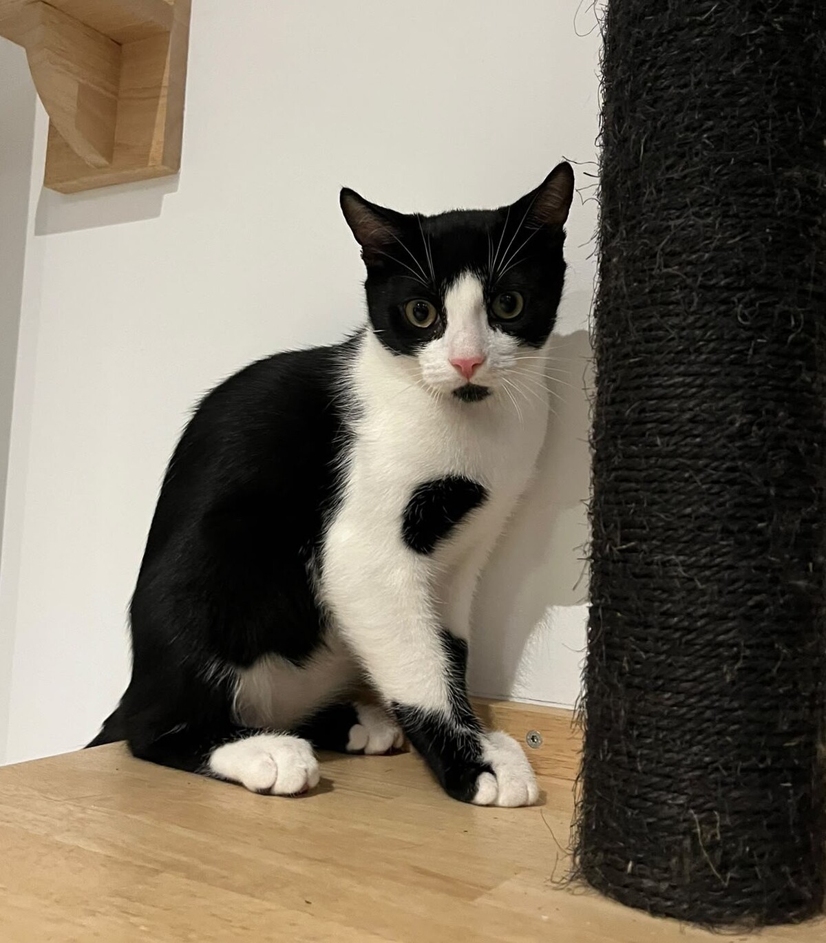 Adoption Charly