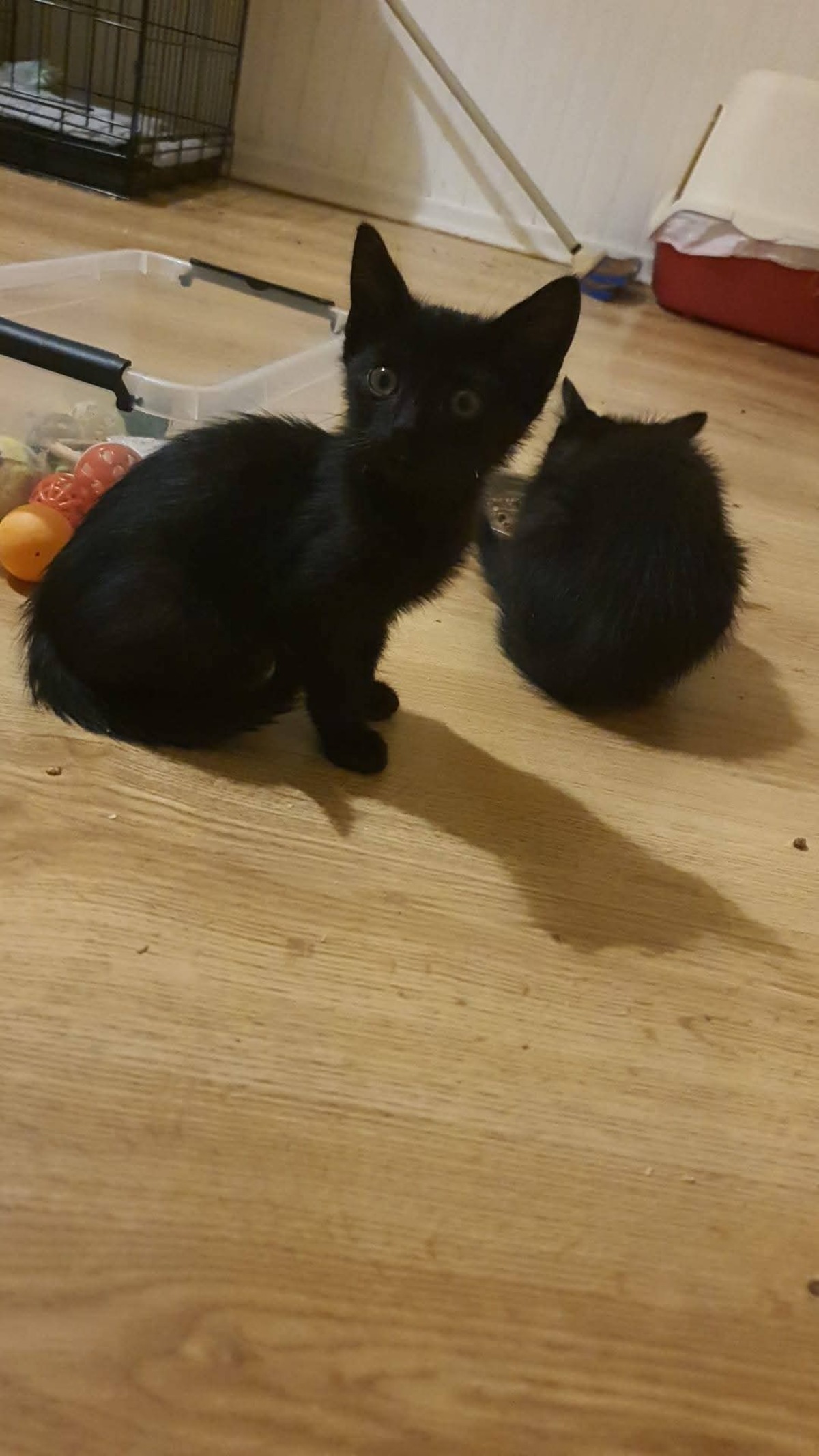 Adoption Billie
