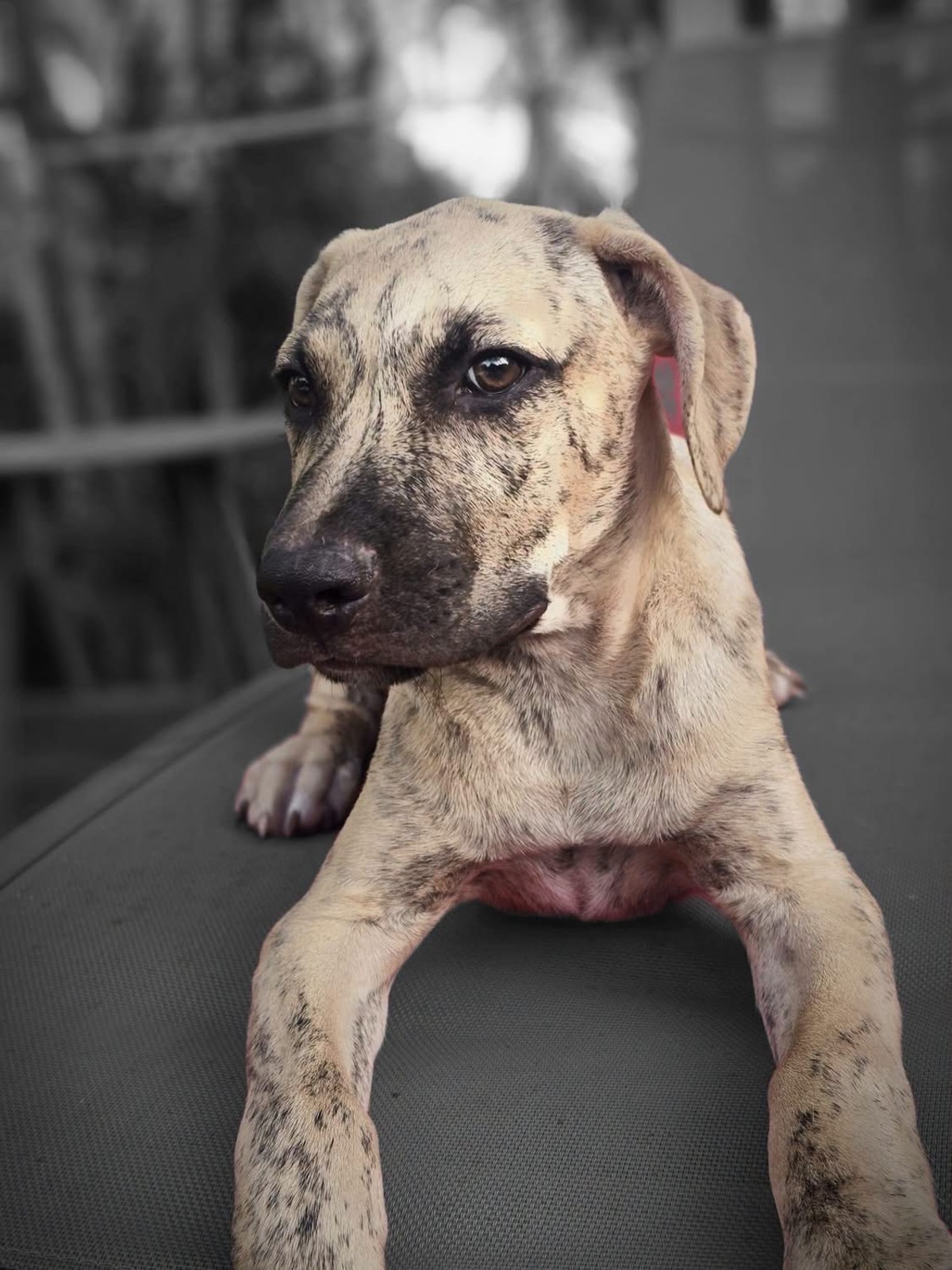 Adoption Fenzo