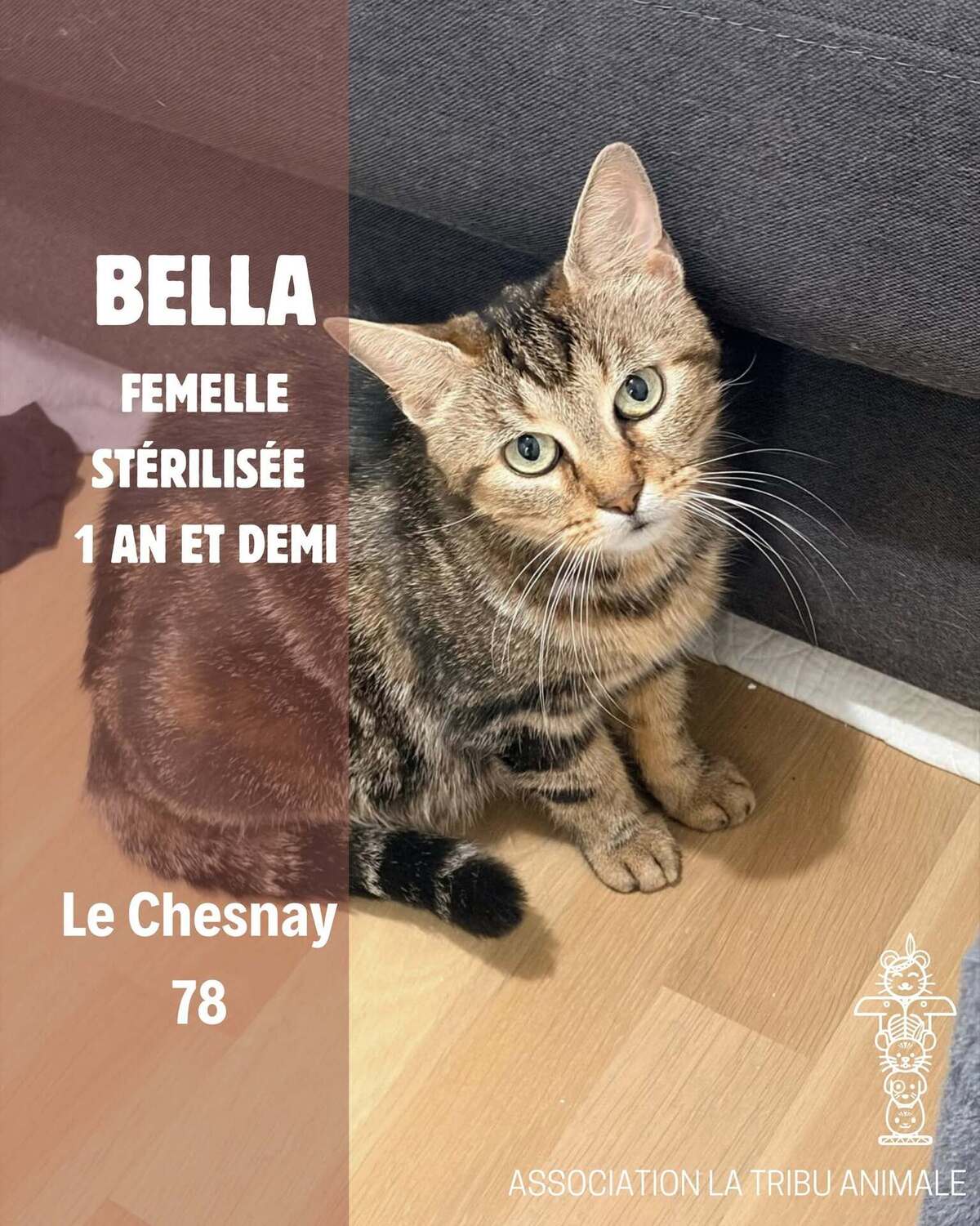 Adoption Bella