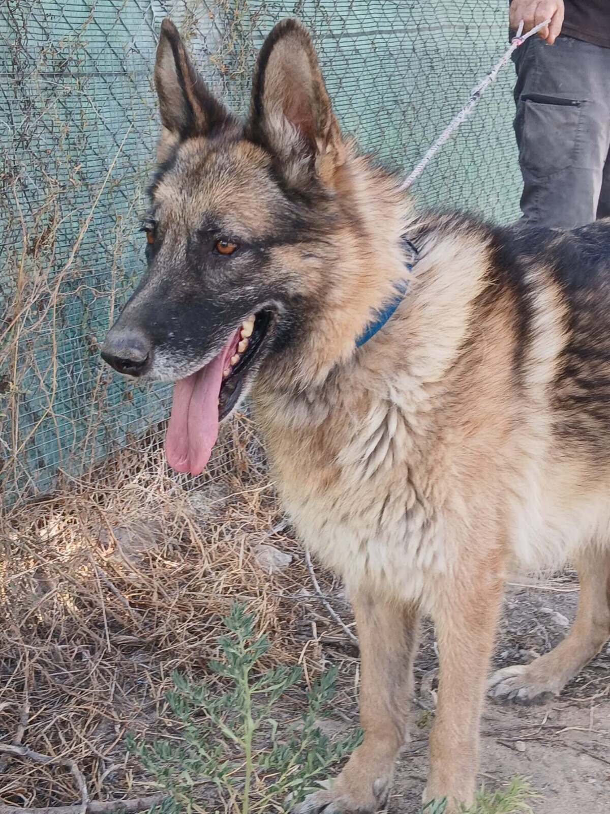 Adoption Ben