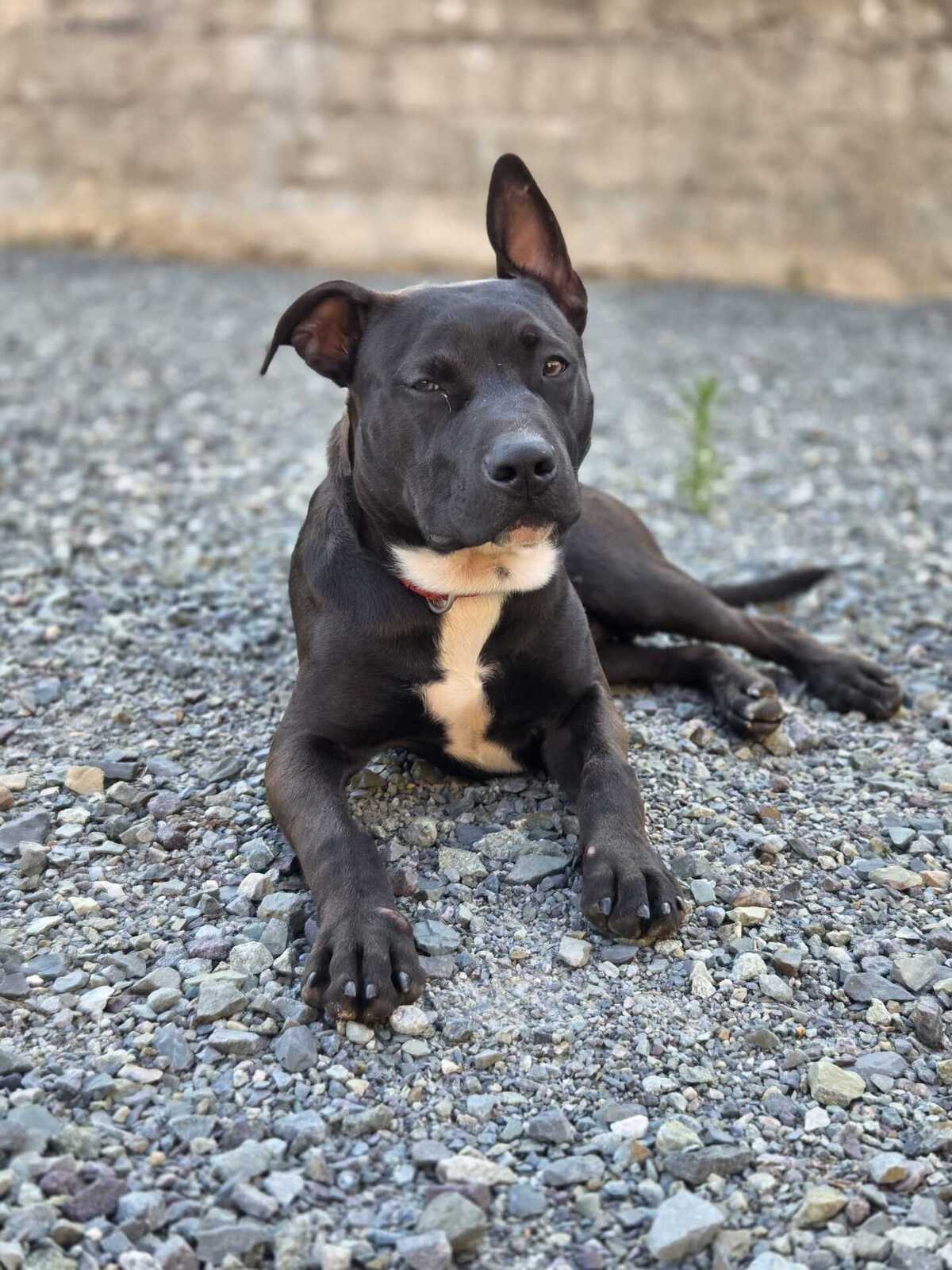 Adoption Daffy