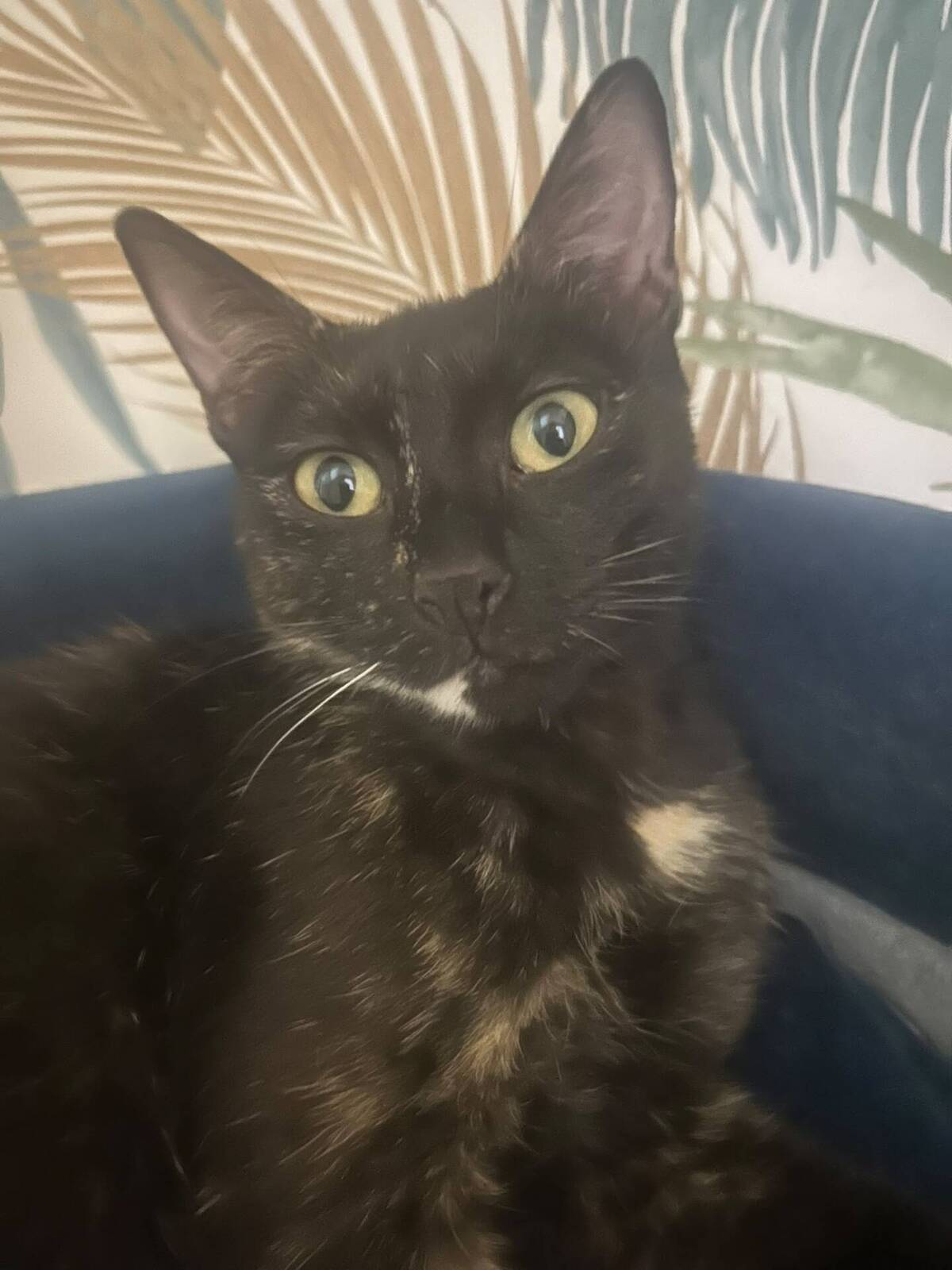 Adoption Amarice