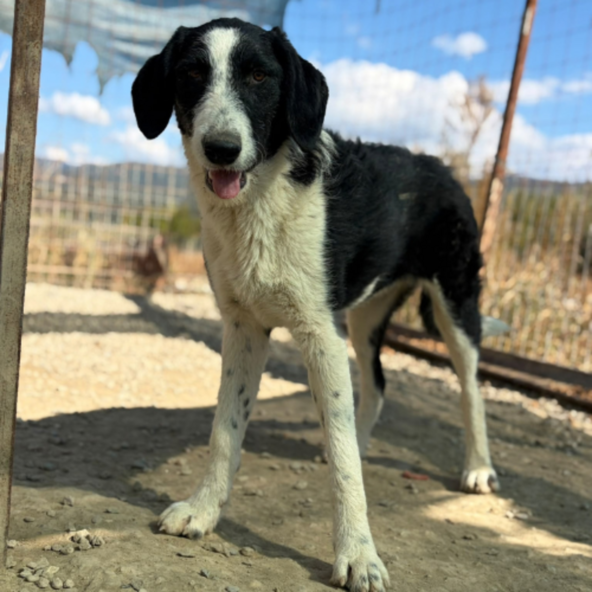 Adoption Meana