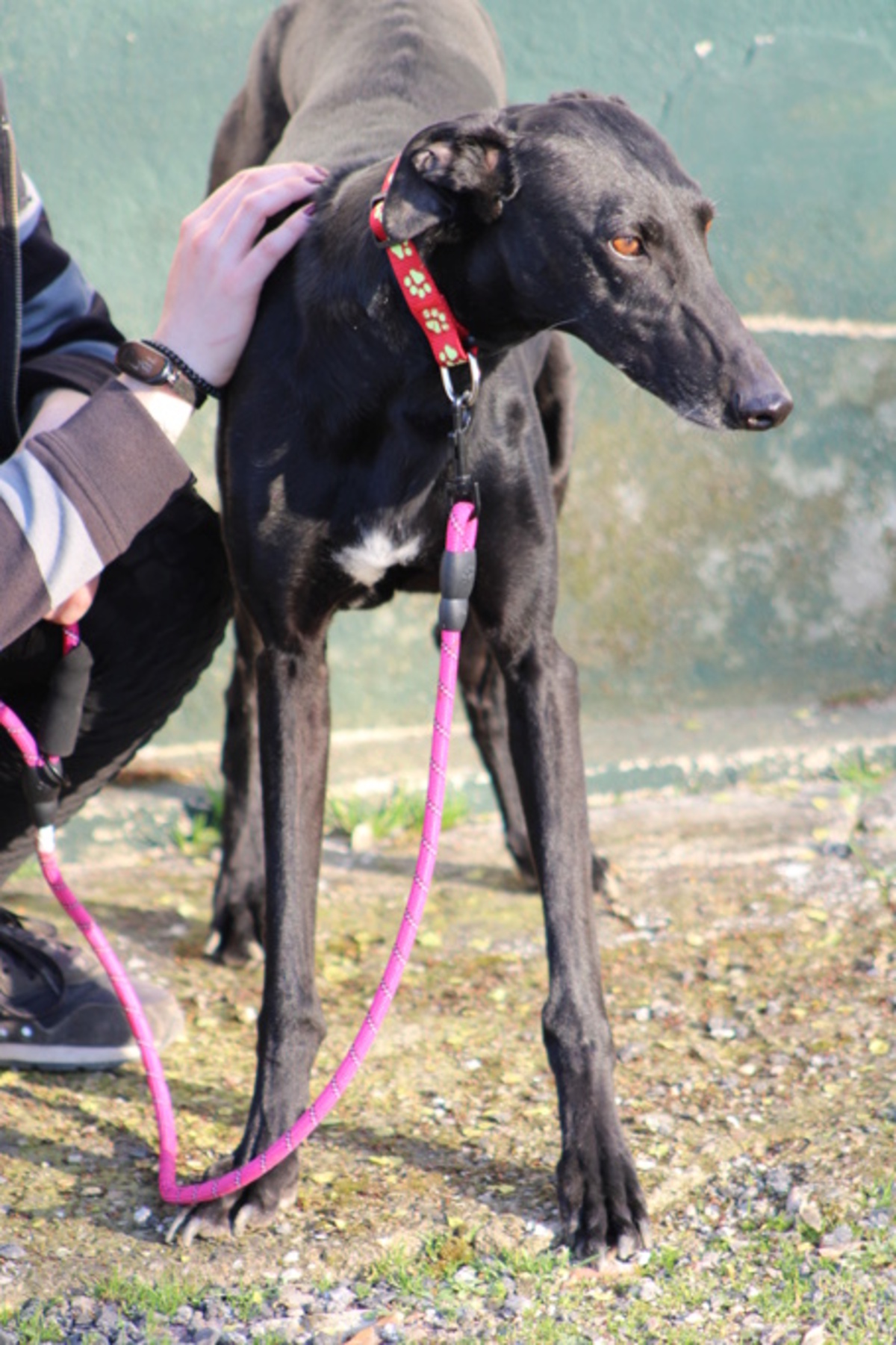 Adoption BOMBON