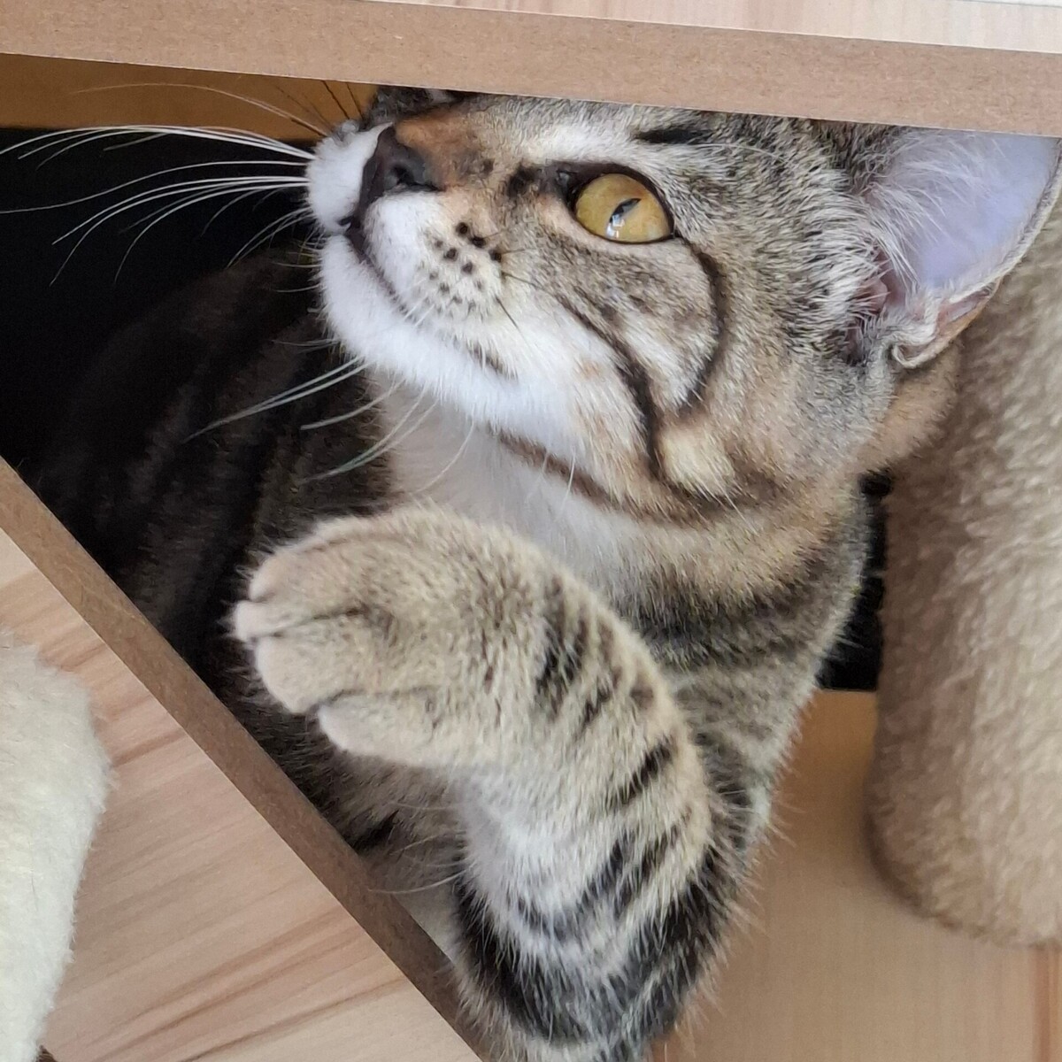 Adoption Biquette