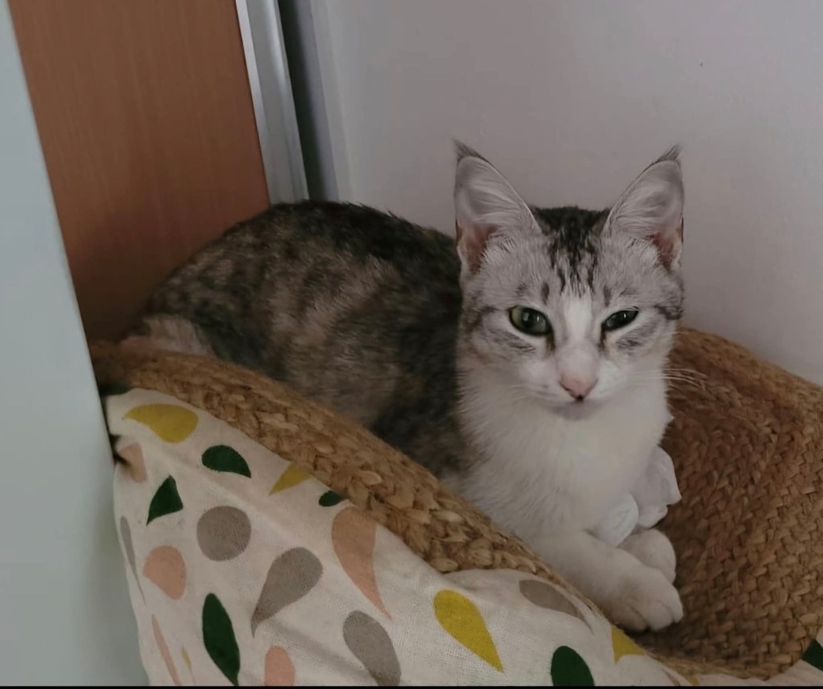 Adoption Miya