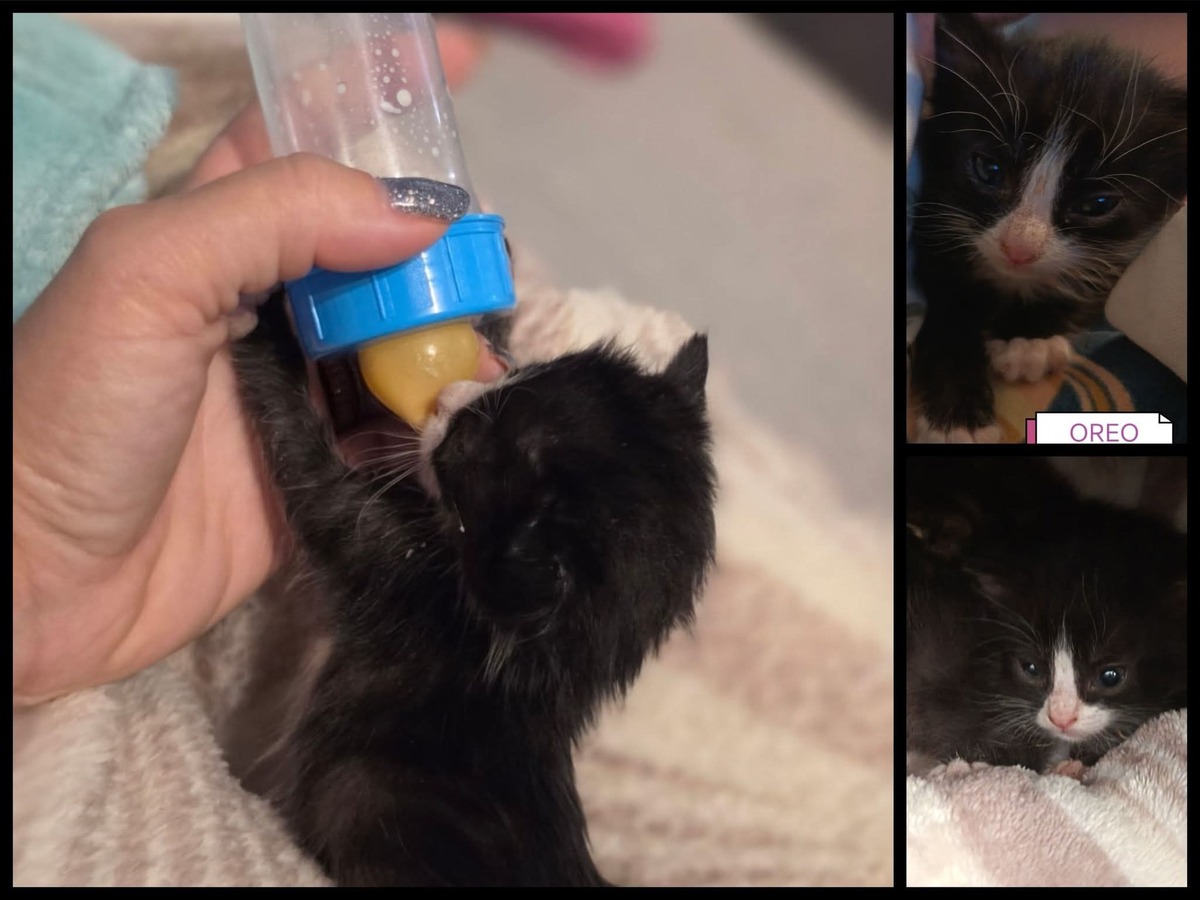 Adoption Oreo