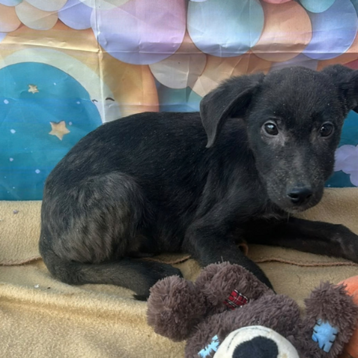 Adoption Onyx