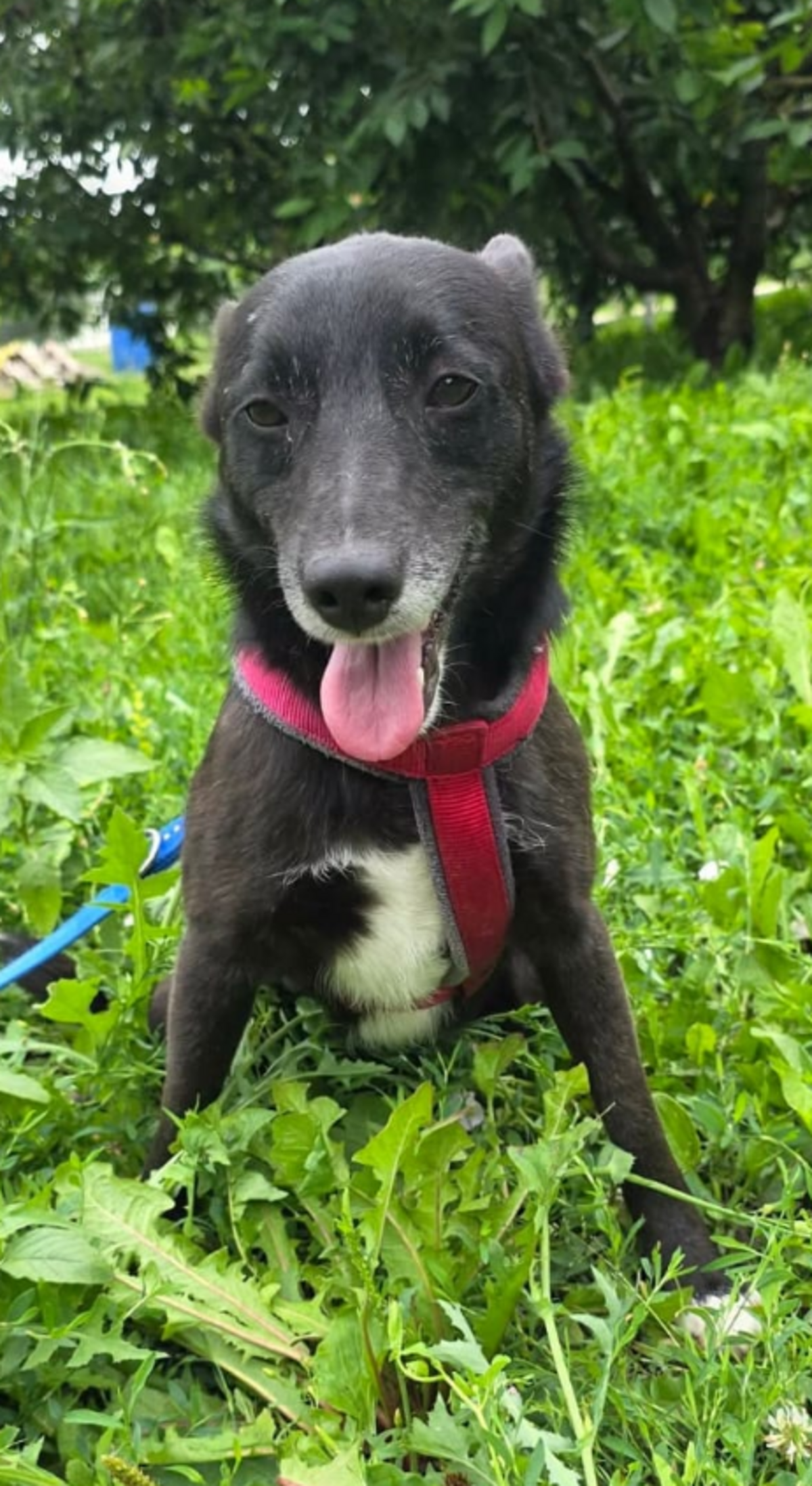 Adoption Nuca
