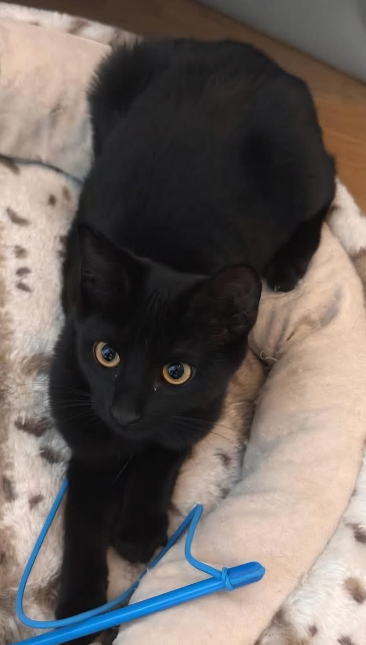 Adoption Ritaline