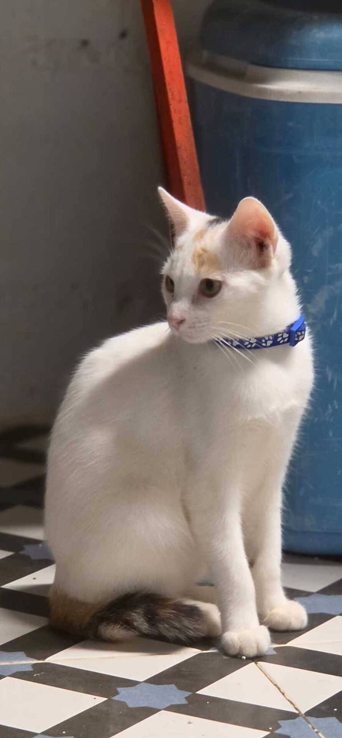 Adoption Nina