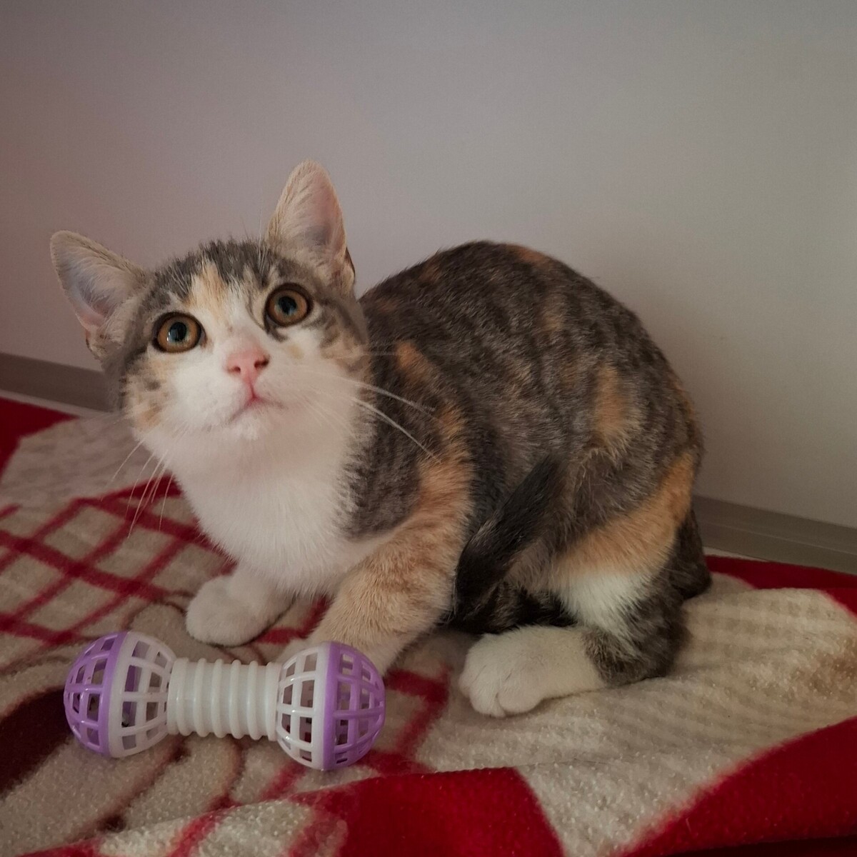Adoption Betsi