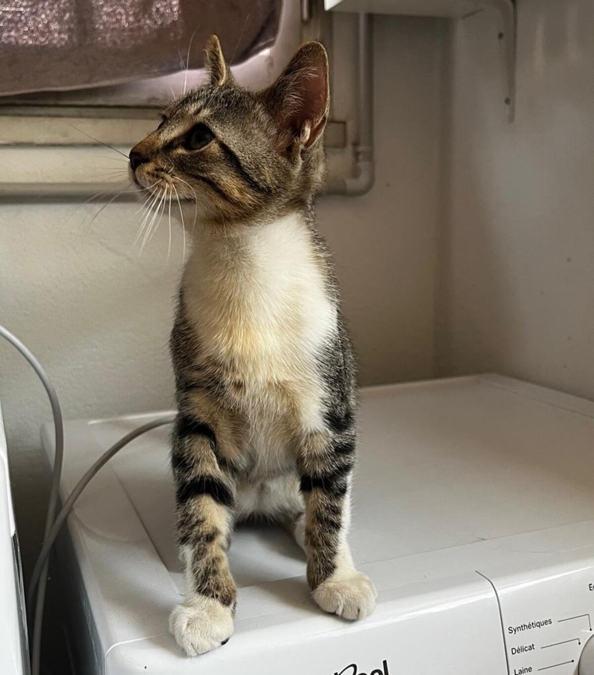 Adoption BOROMIR