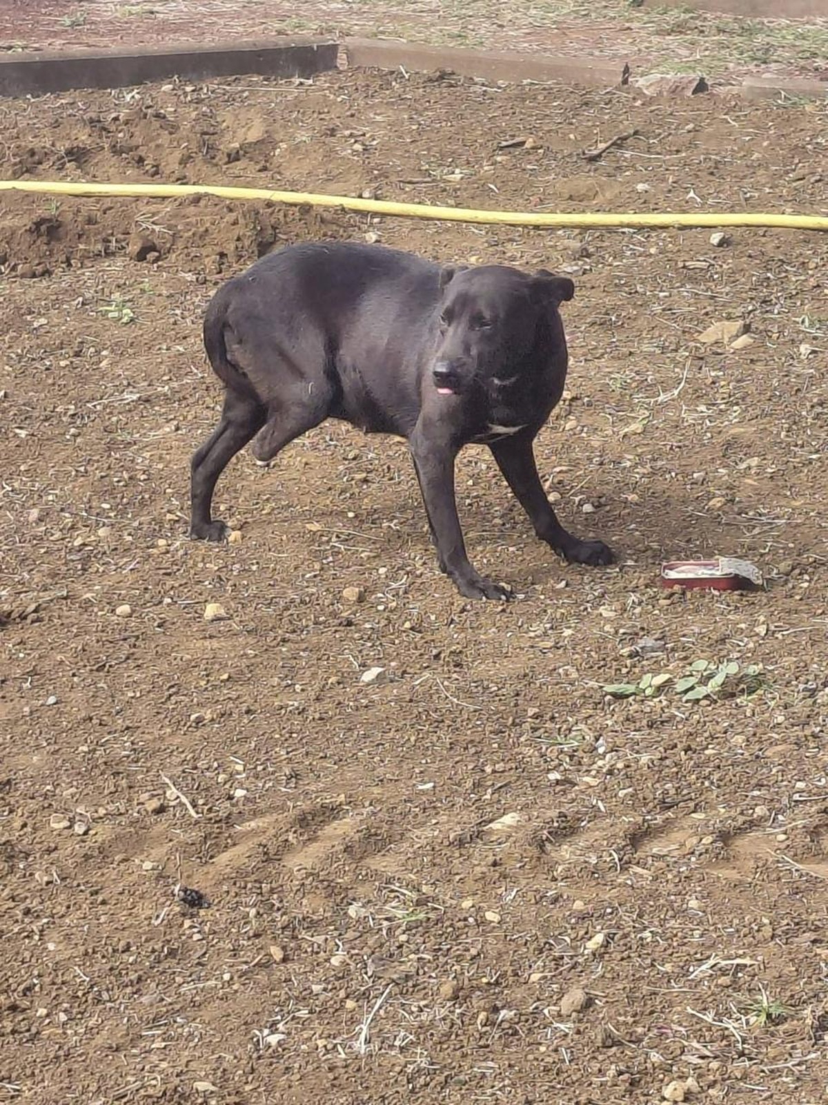 Adoption Kanel