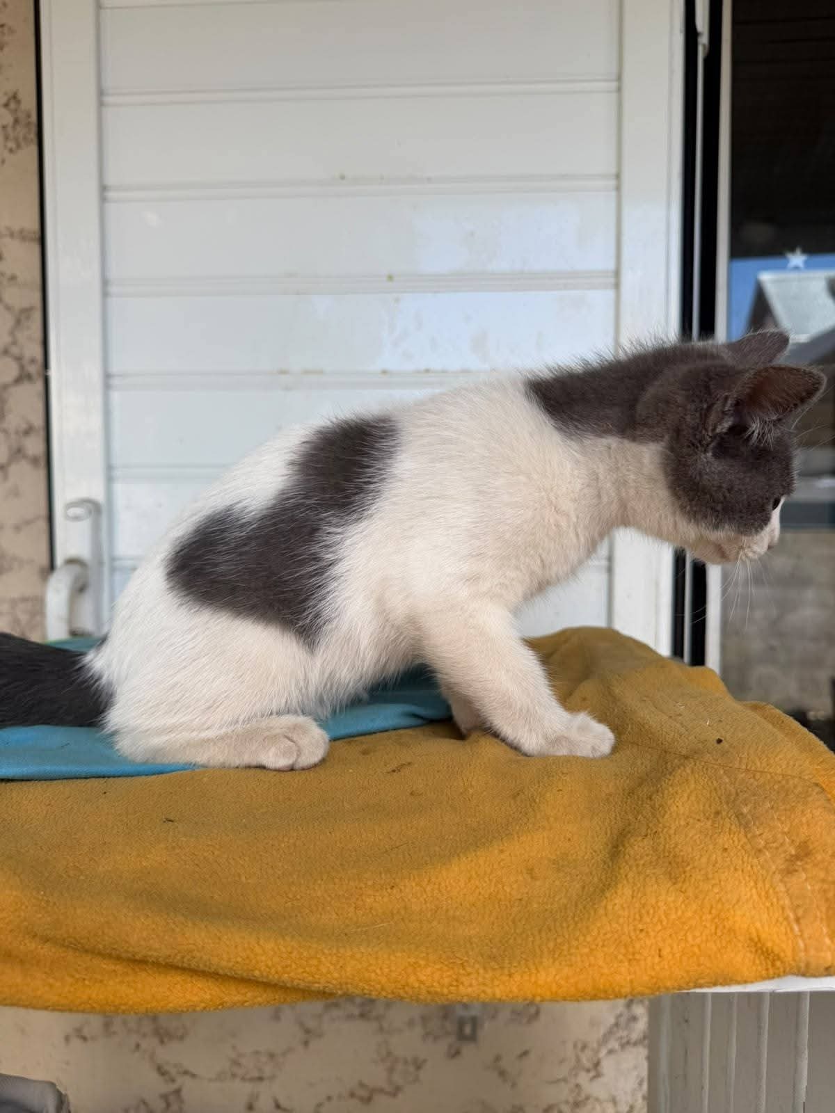 Adoption Nicky