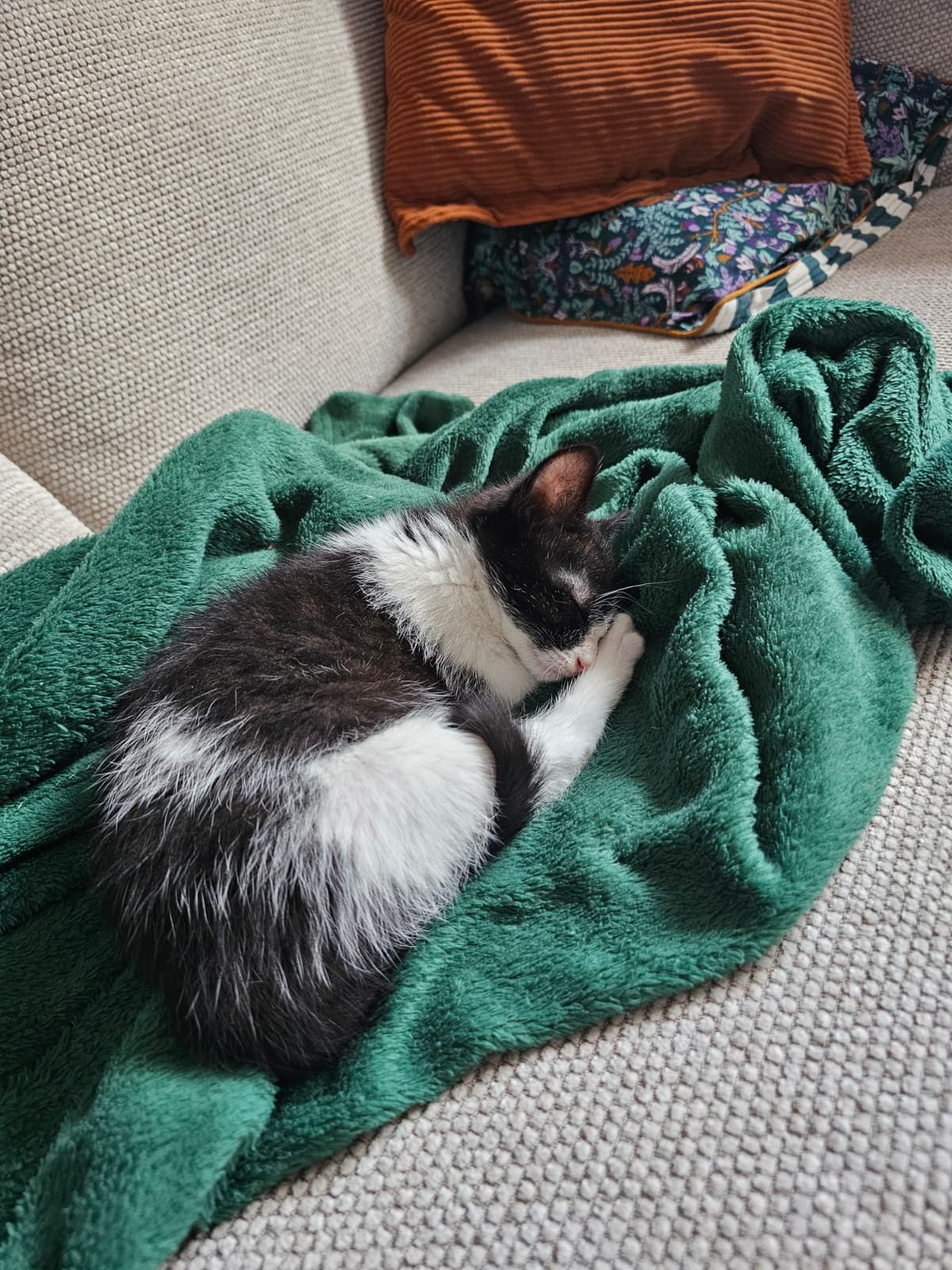 Adoption Alta