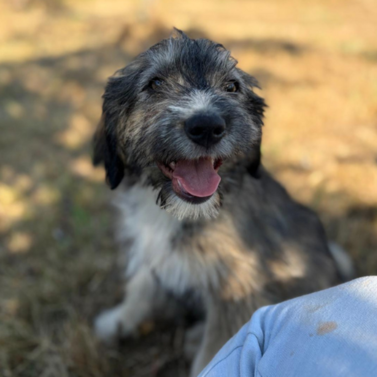 Adoption BOSI
