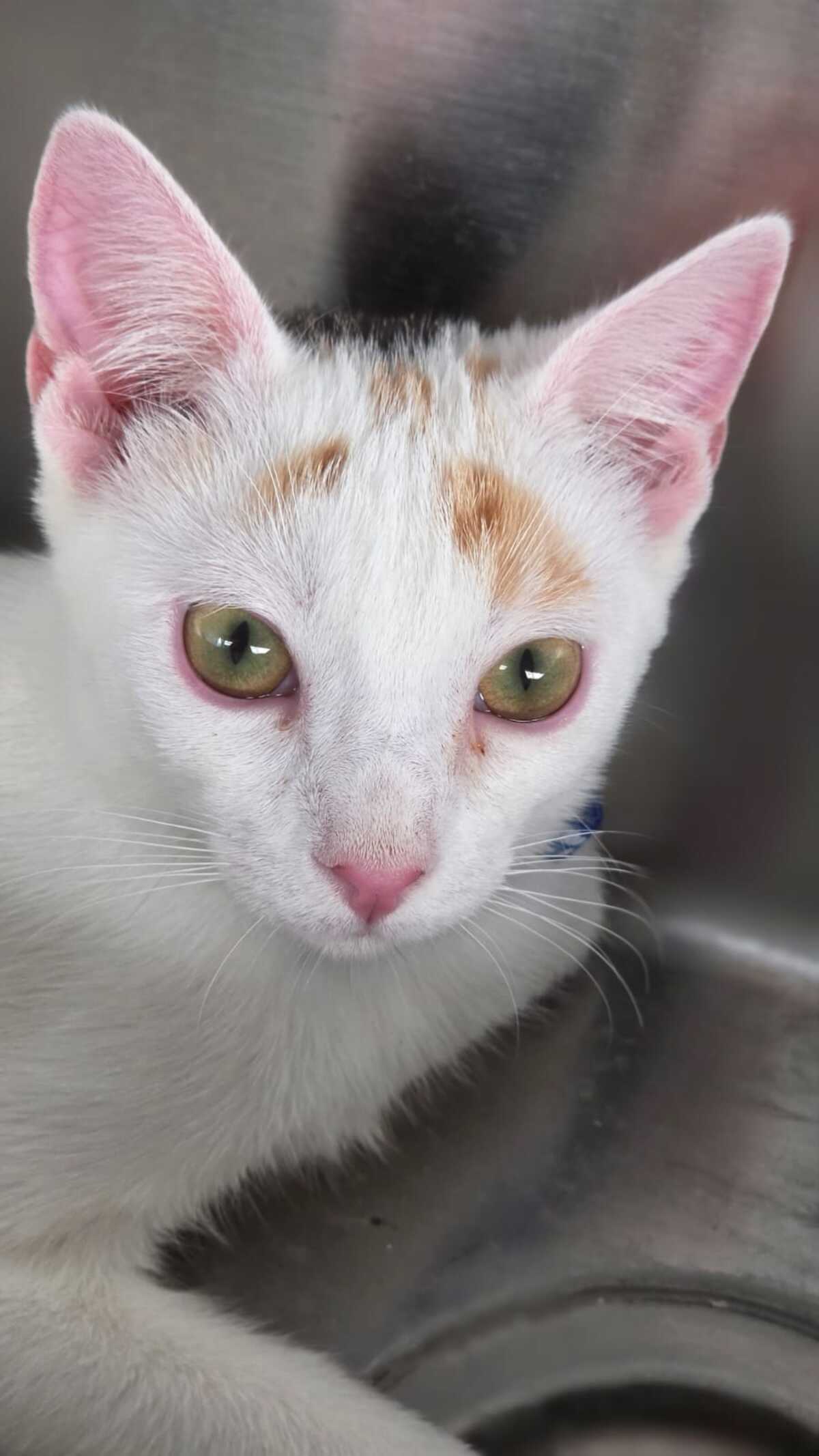 Adoption Nina