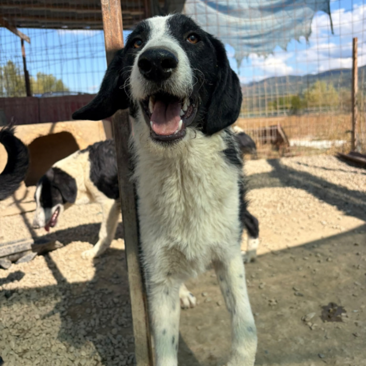 Adoption Meana