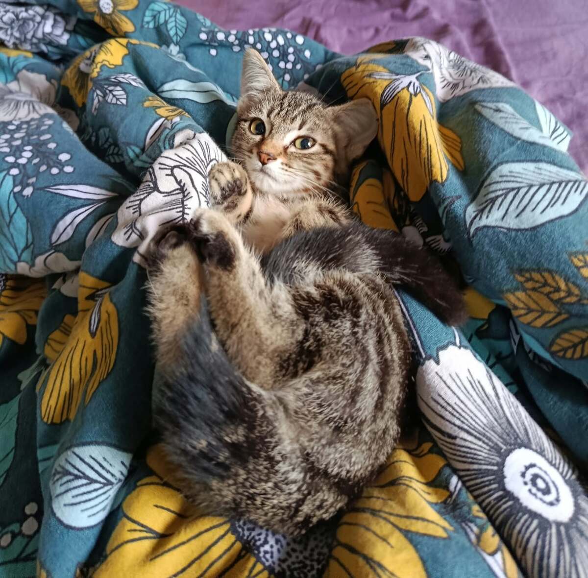 Adoption Absinthe