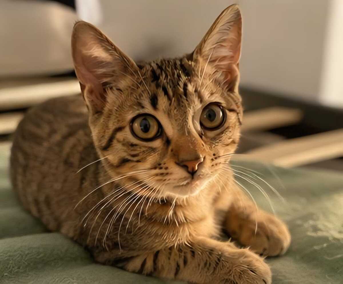 Adoption Keala