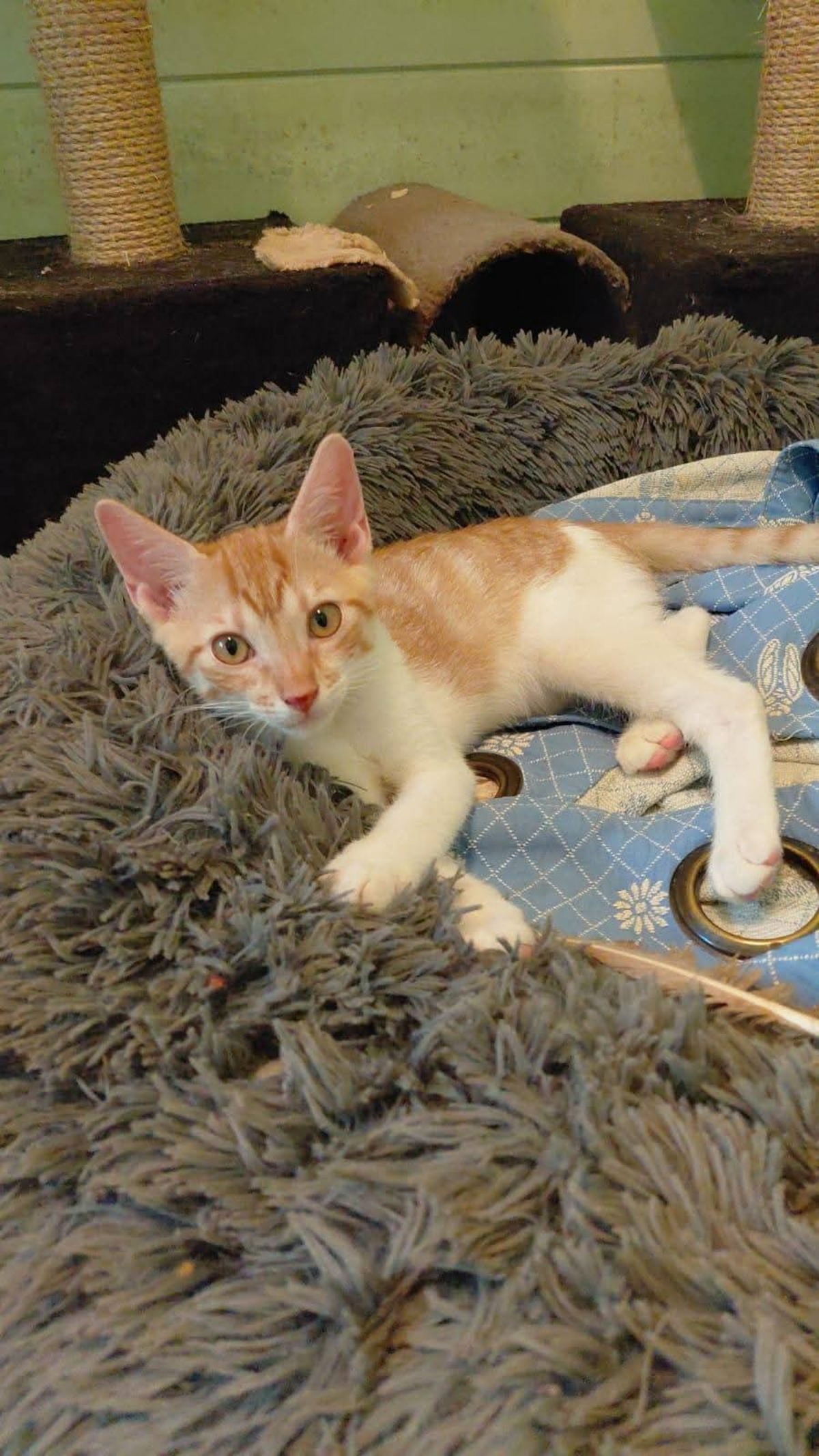 Adoption Isaure