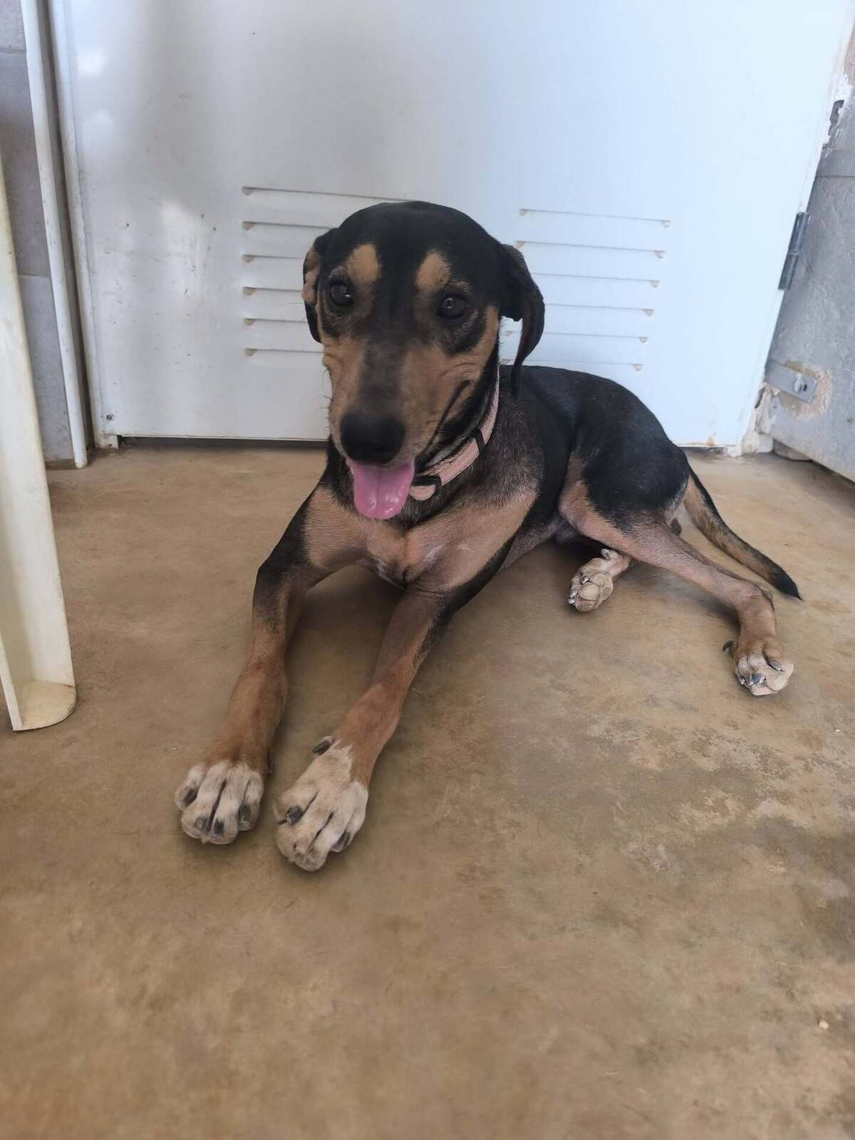 Adoption Maxou