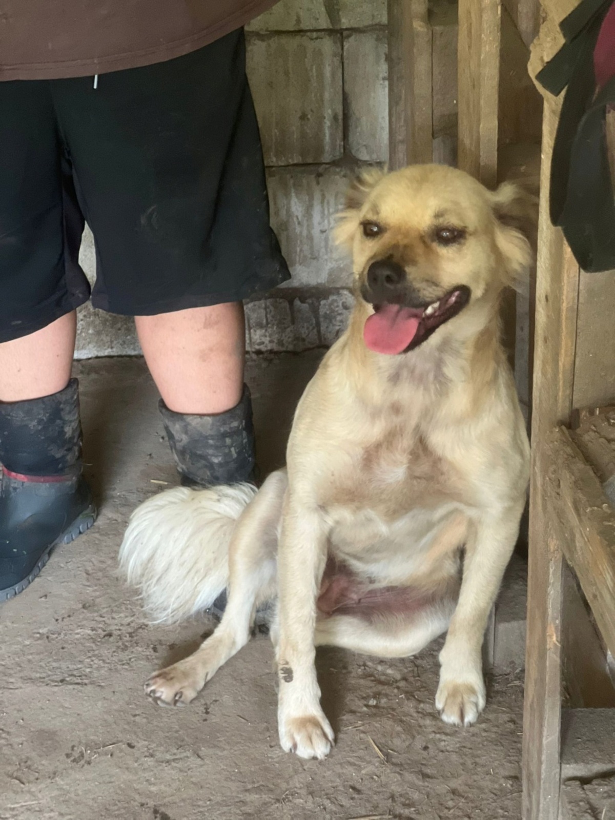 Adoption Gatine