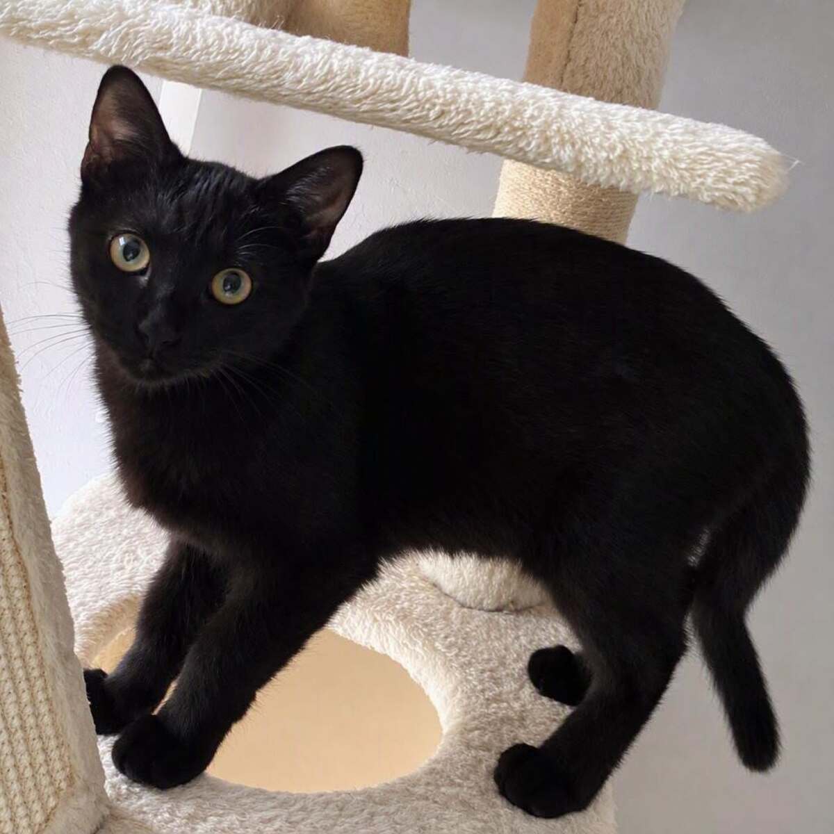 Adoption Nami