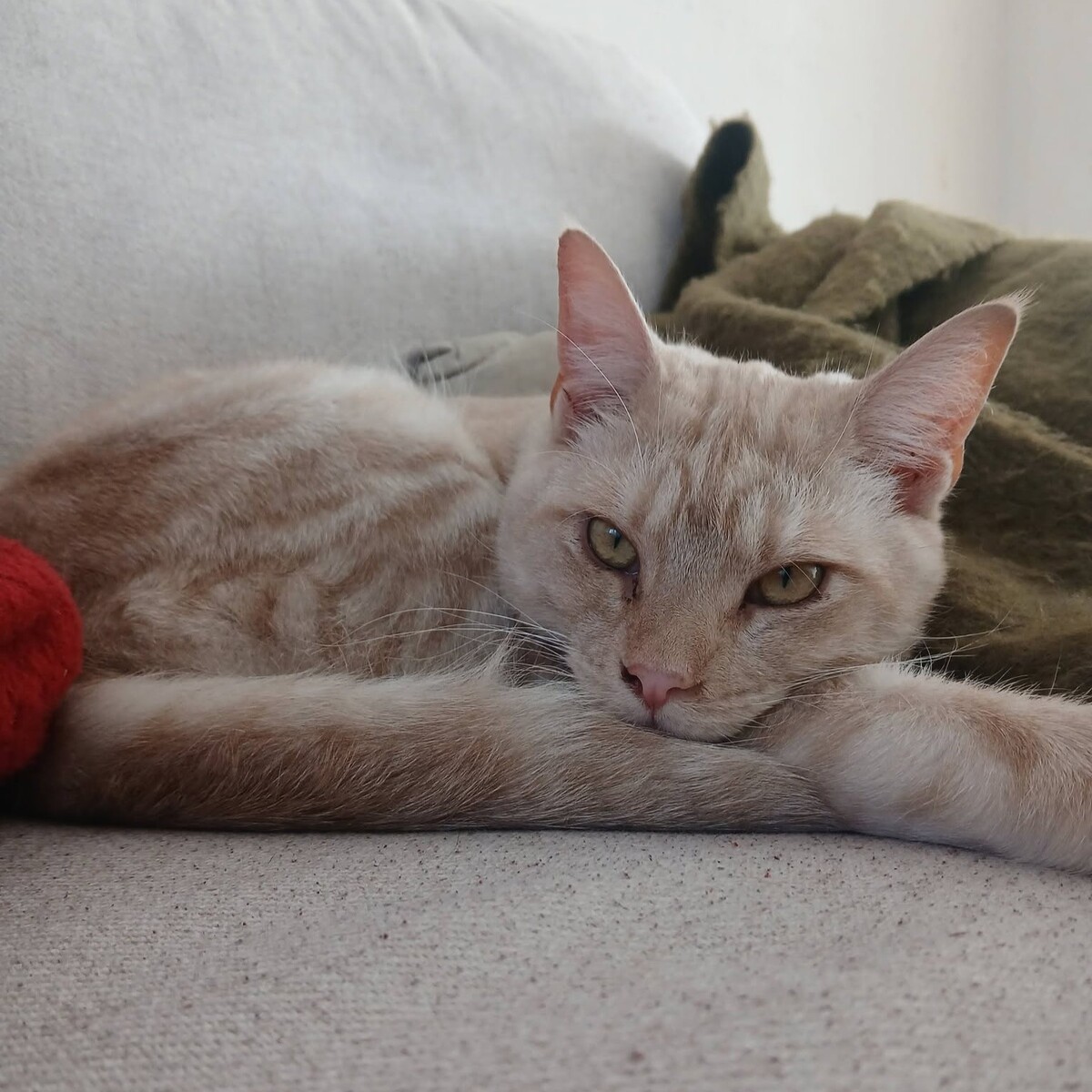 Adoption Wink