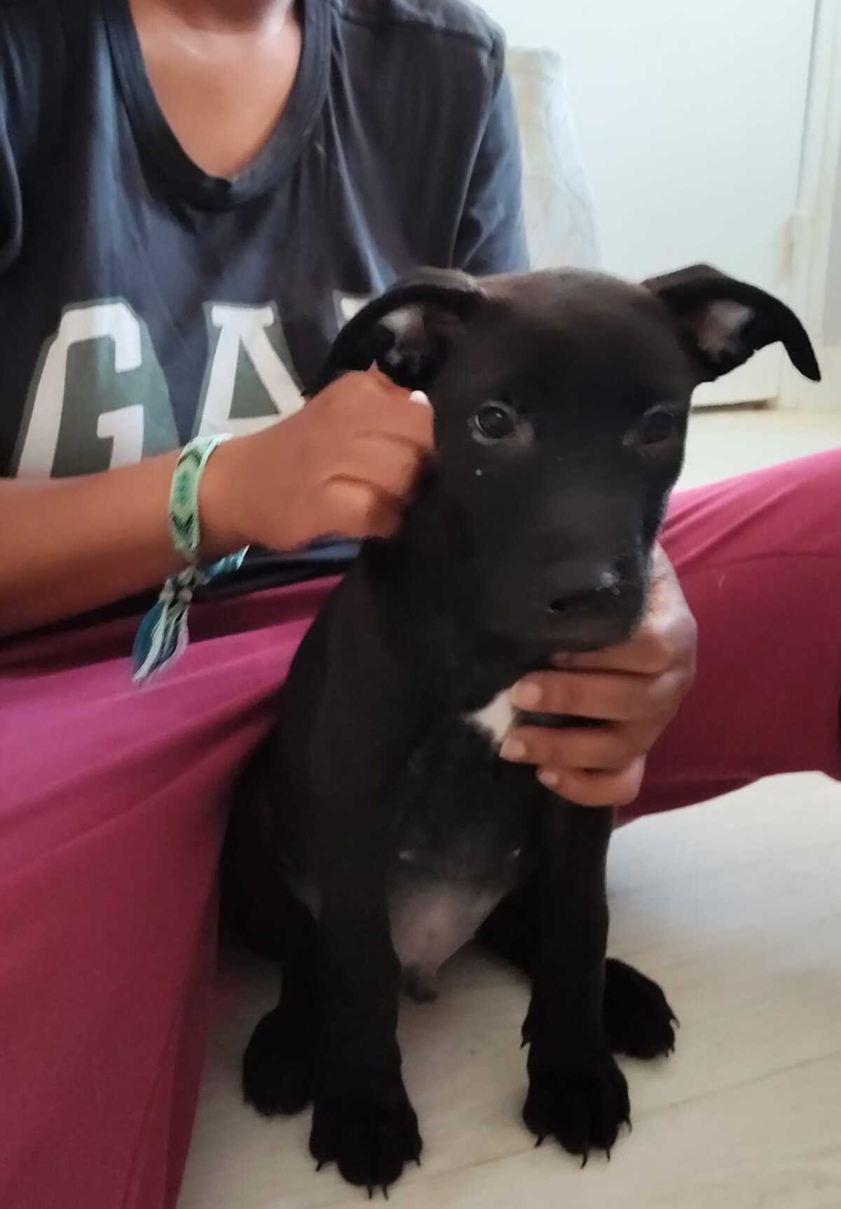 Adoption Brownie 