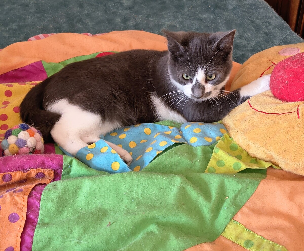Adoption Zèbre