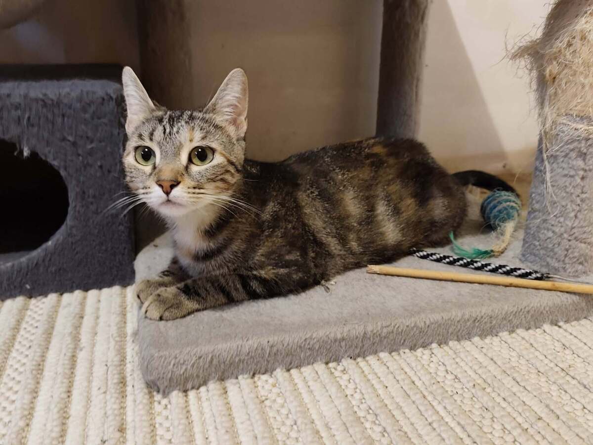 Adoption Babette