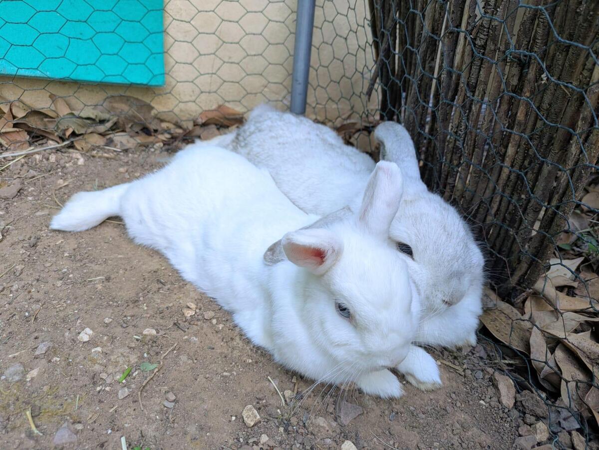 Adoption Perle et Nacre